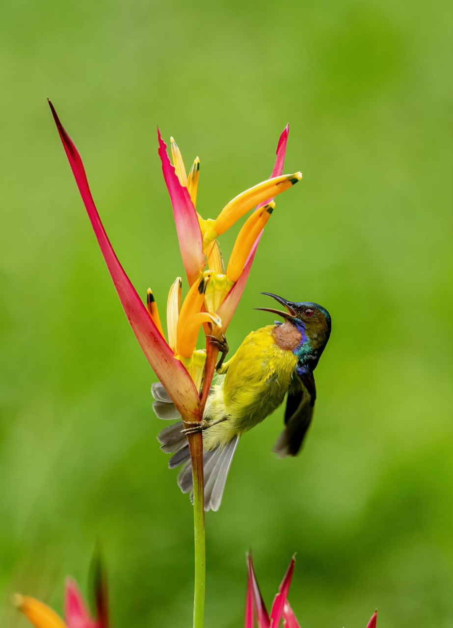 褐喉食蜜鸟(雄) 现在中国科学院西双版纳热带植物园里褐喉食蜜鸟比较