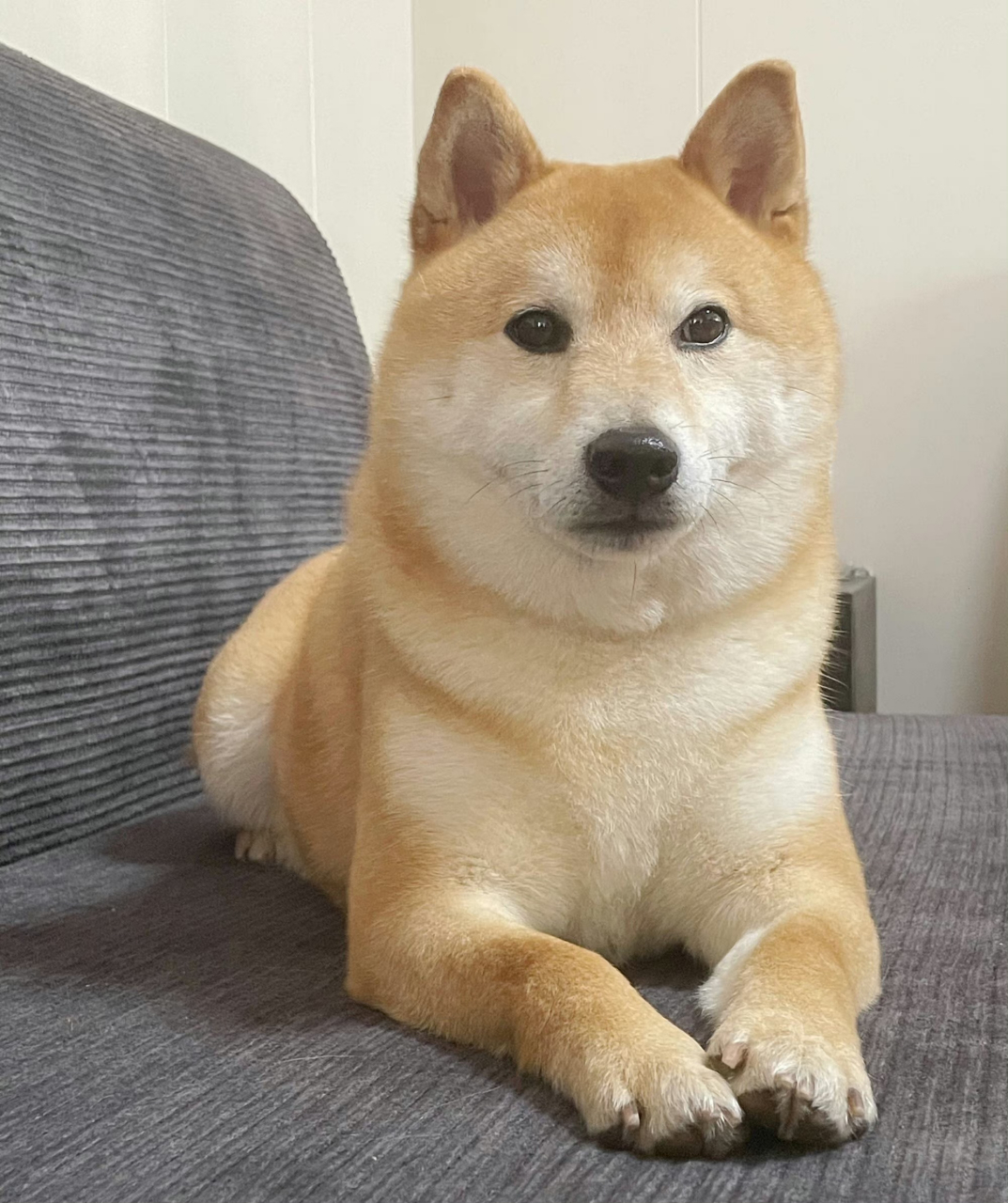 范丞丞读博放假,哈哈虫崽崽终于和爹地同框啦!