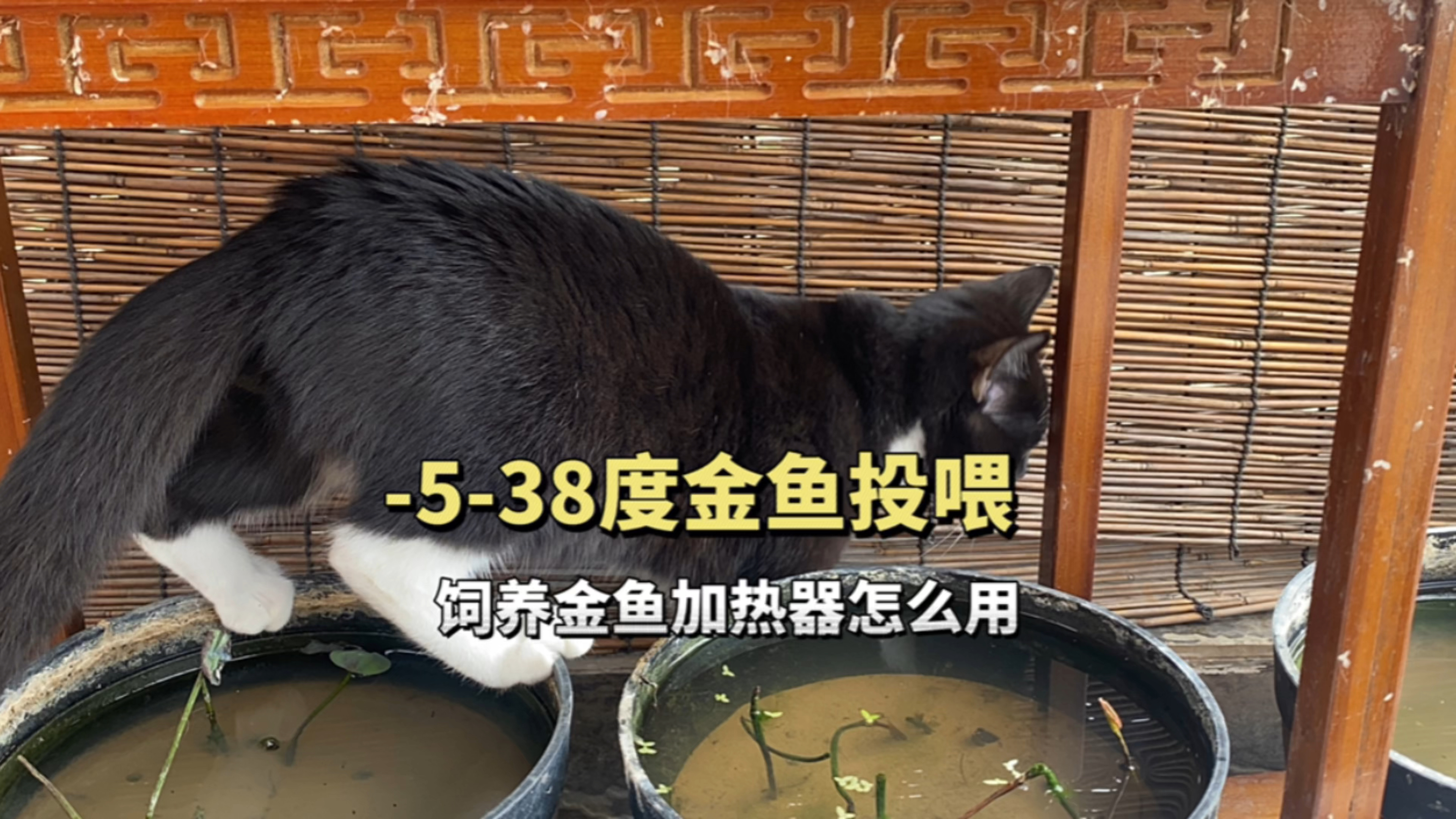 金鱼冬天怎么投喂?水温-5～38度分别都怎么喂鱼