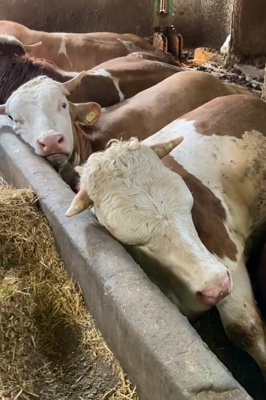 原来牛是这样睡觉的呀!