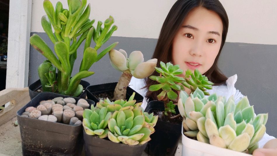 因为多肉相识,感恩我的每一位顾客,感谢大家对小敏的支持!感谢