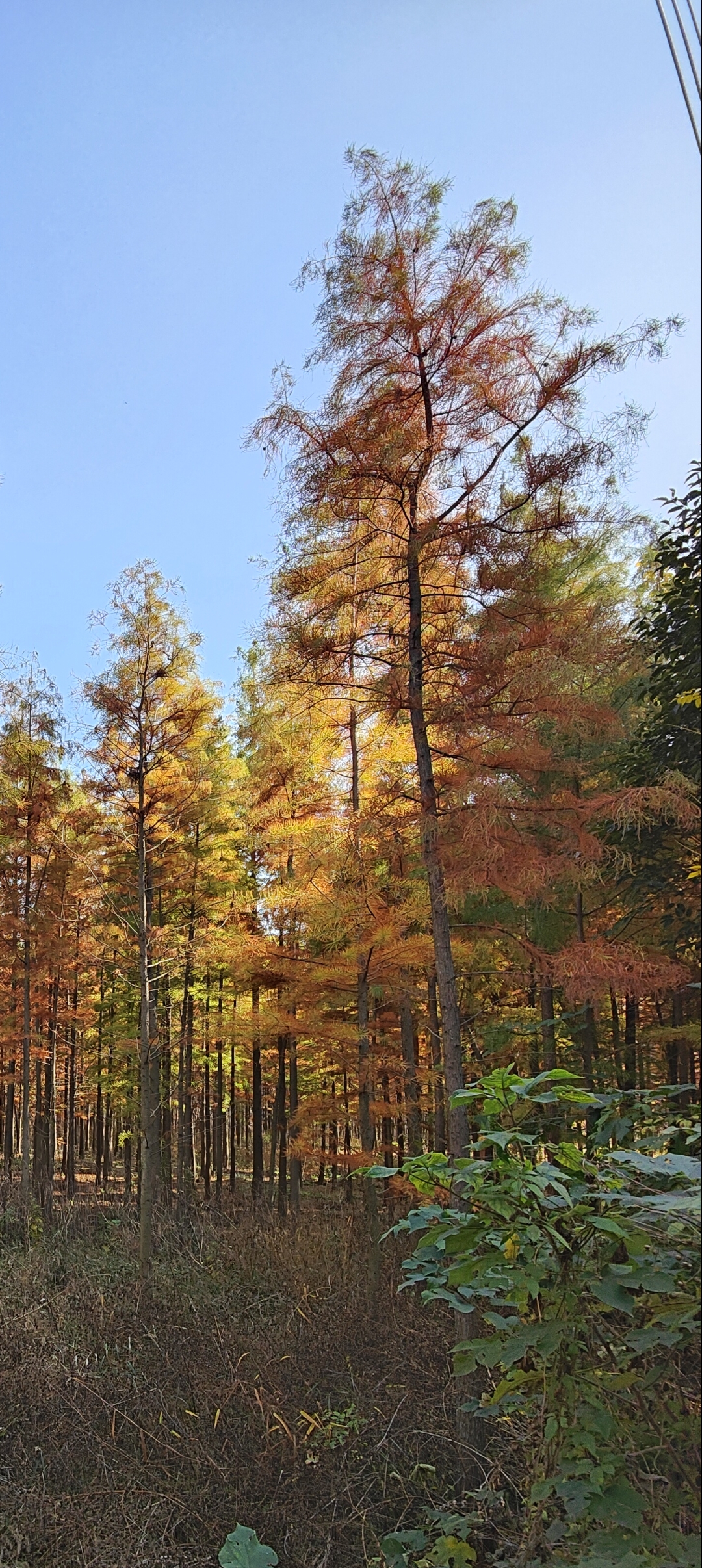 竹镇枫彩漫城景点介绍图片