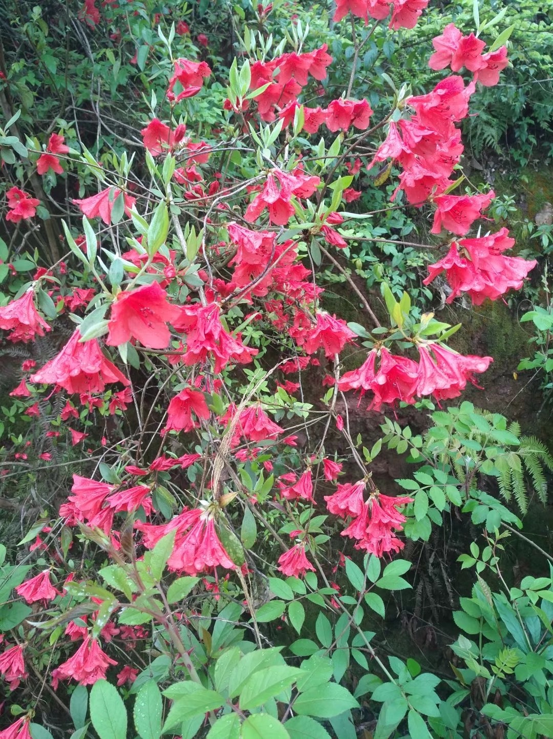 野生映山红