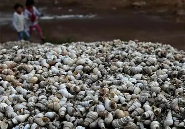 云南昆明发现贝丘遗址