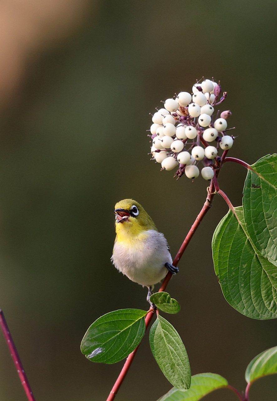 好看的小鸟儿啄好看的花花[偷笑][偷笑]#性情活跃的绣眼鸟
