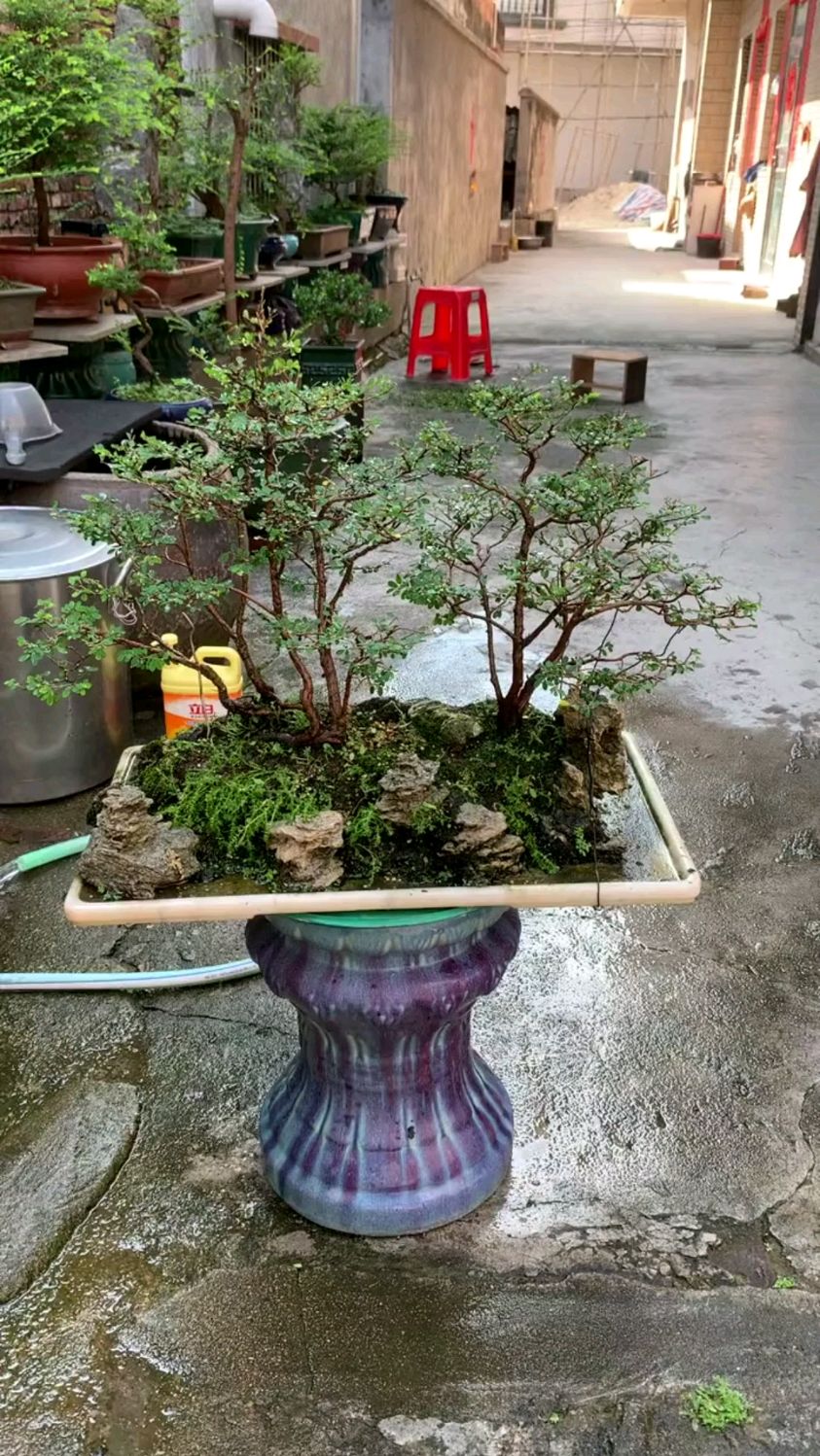 山格木水旱盆景