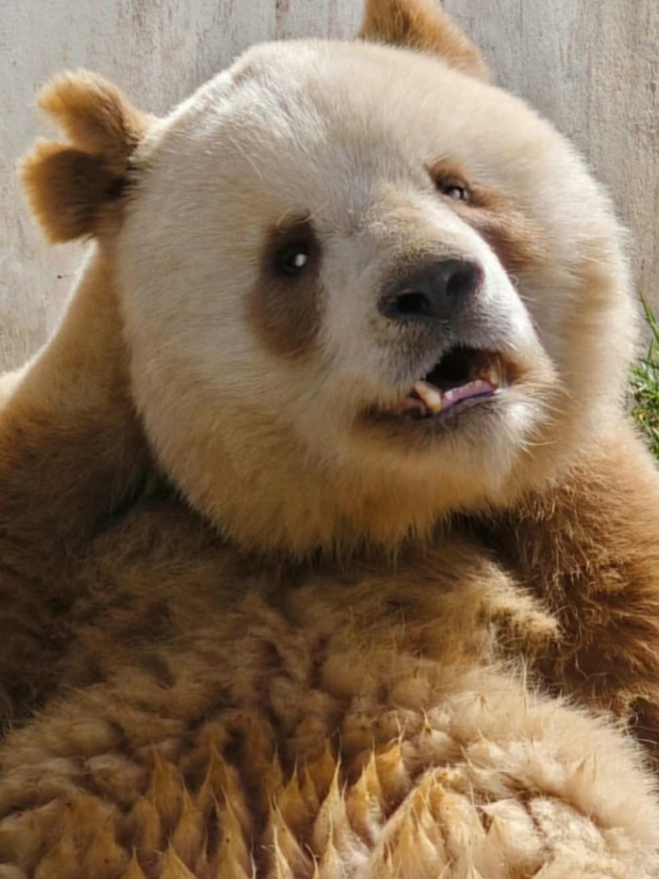 话说福宝是继承了七仔的八百个心眼子了吗[大笑][大笑][大笑]