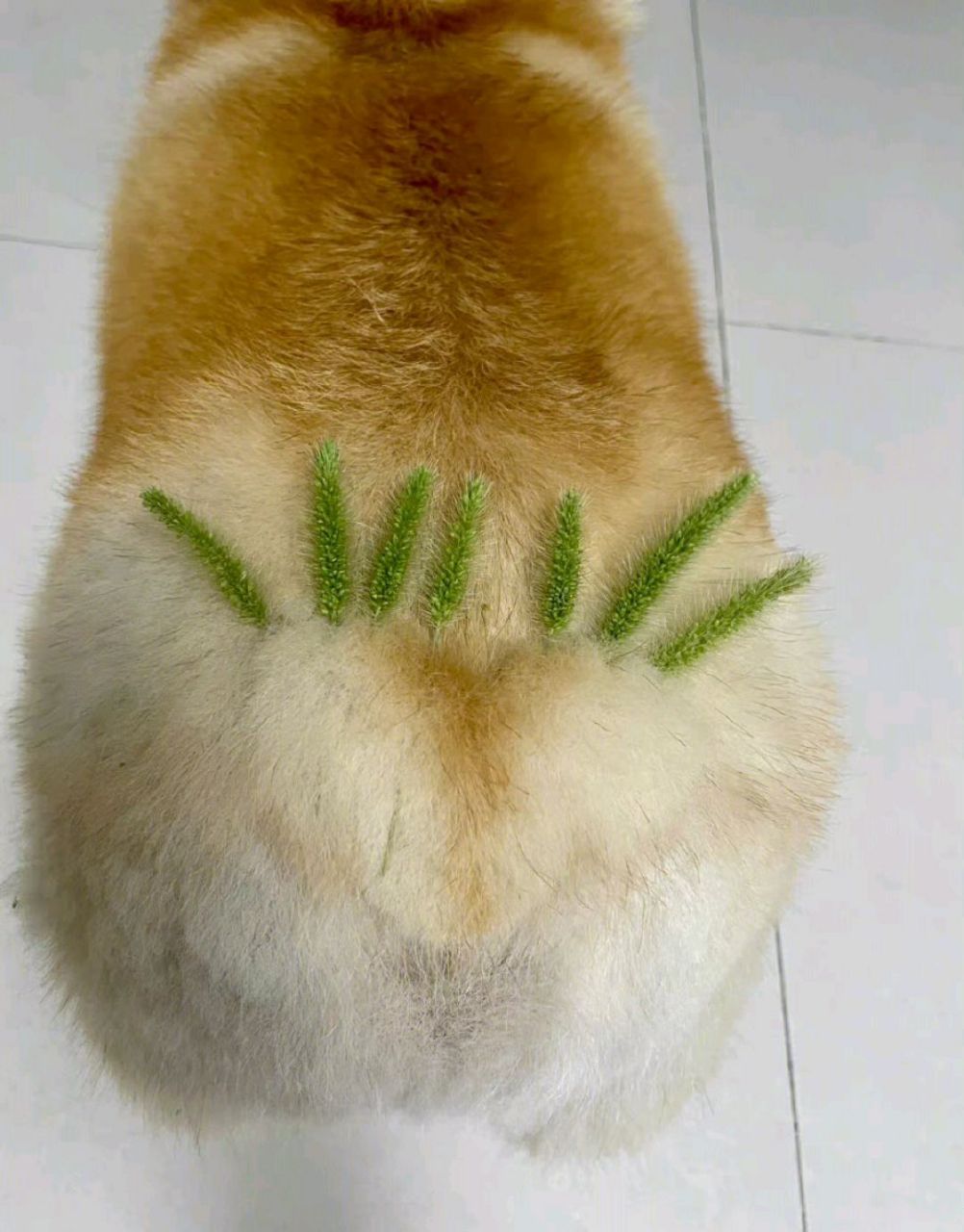 真正的狗尾巴草