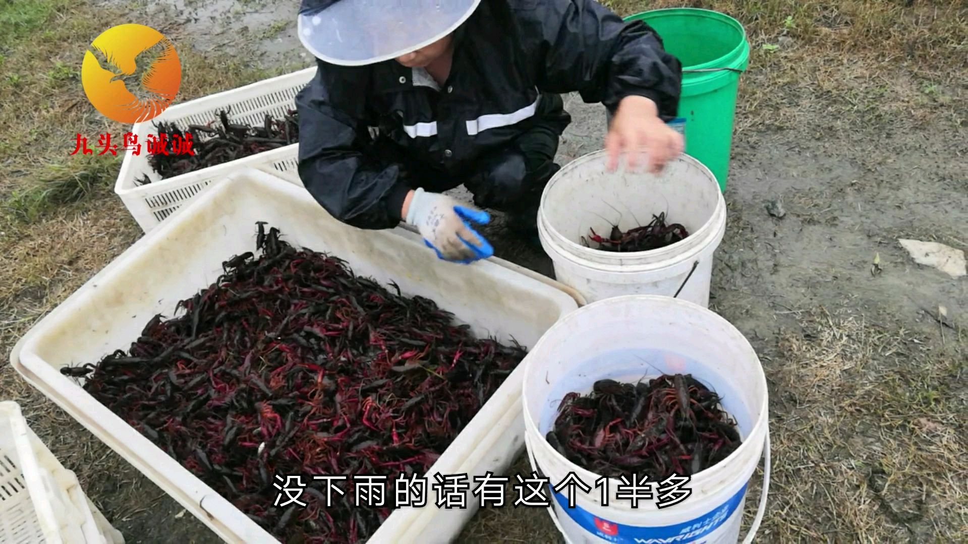现在小龙虾到底多少钱一斤?湖北小伙亲口告诉你,这价格你会买吗
