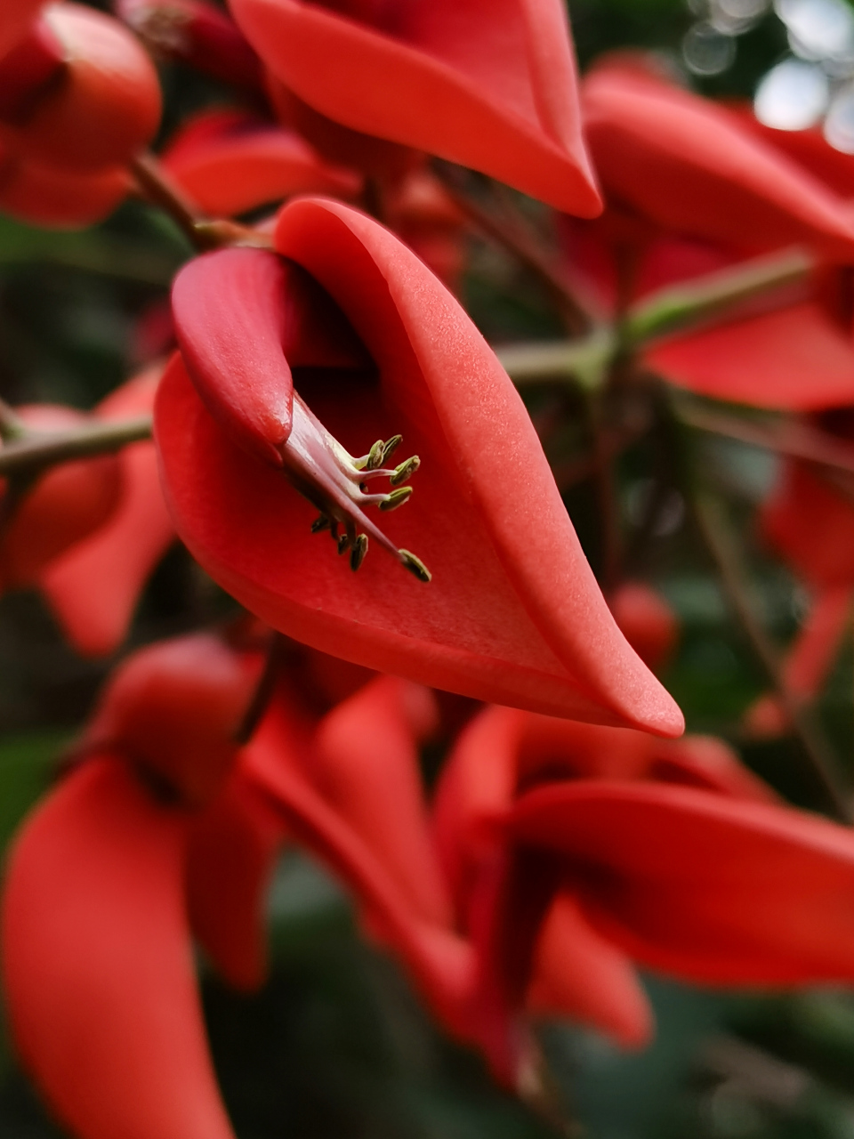 鸡冠刺桐因花形独特,形似鸡冠而得名.