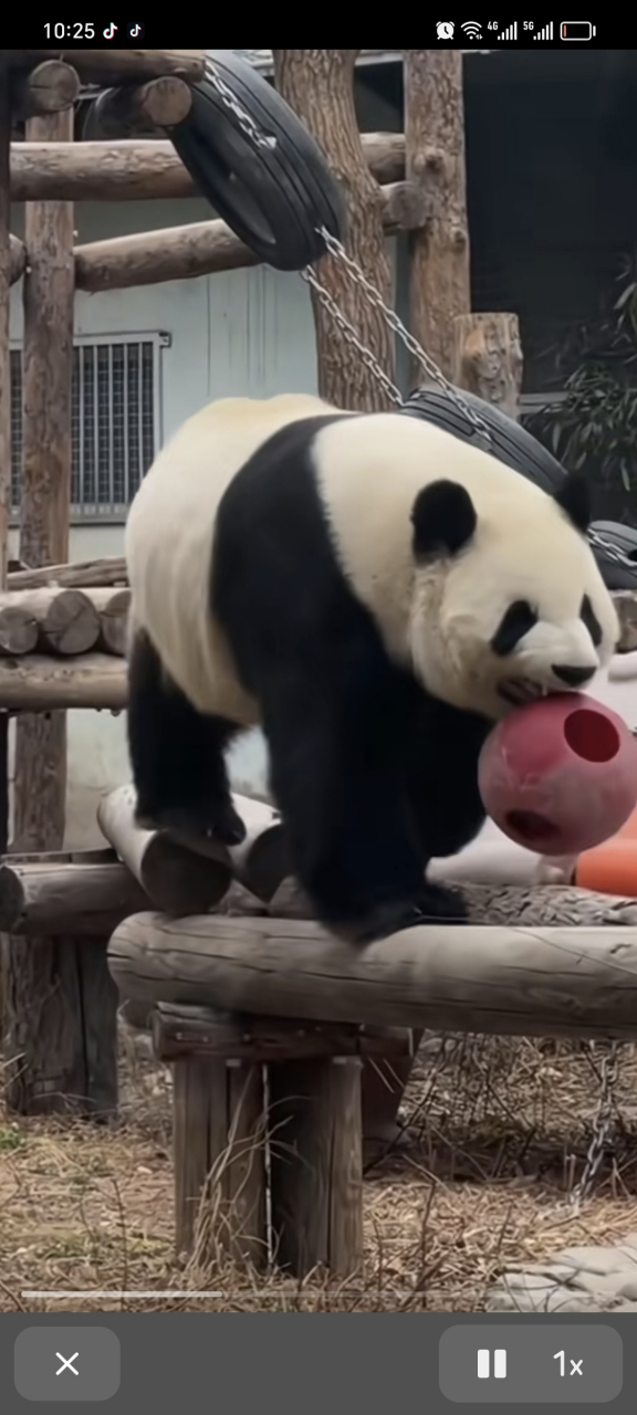 西直门三太子萌兰叼着球向我们走来,这霸气侧漏的气势,还得是你啊[左