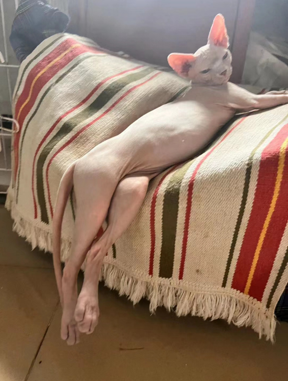 狗子,你凑什么热闹,没看过猫裸奔啊#搞笑萌宠