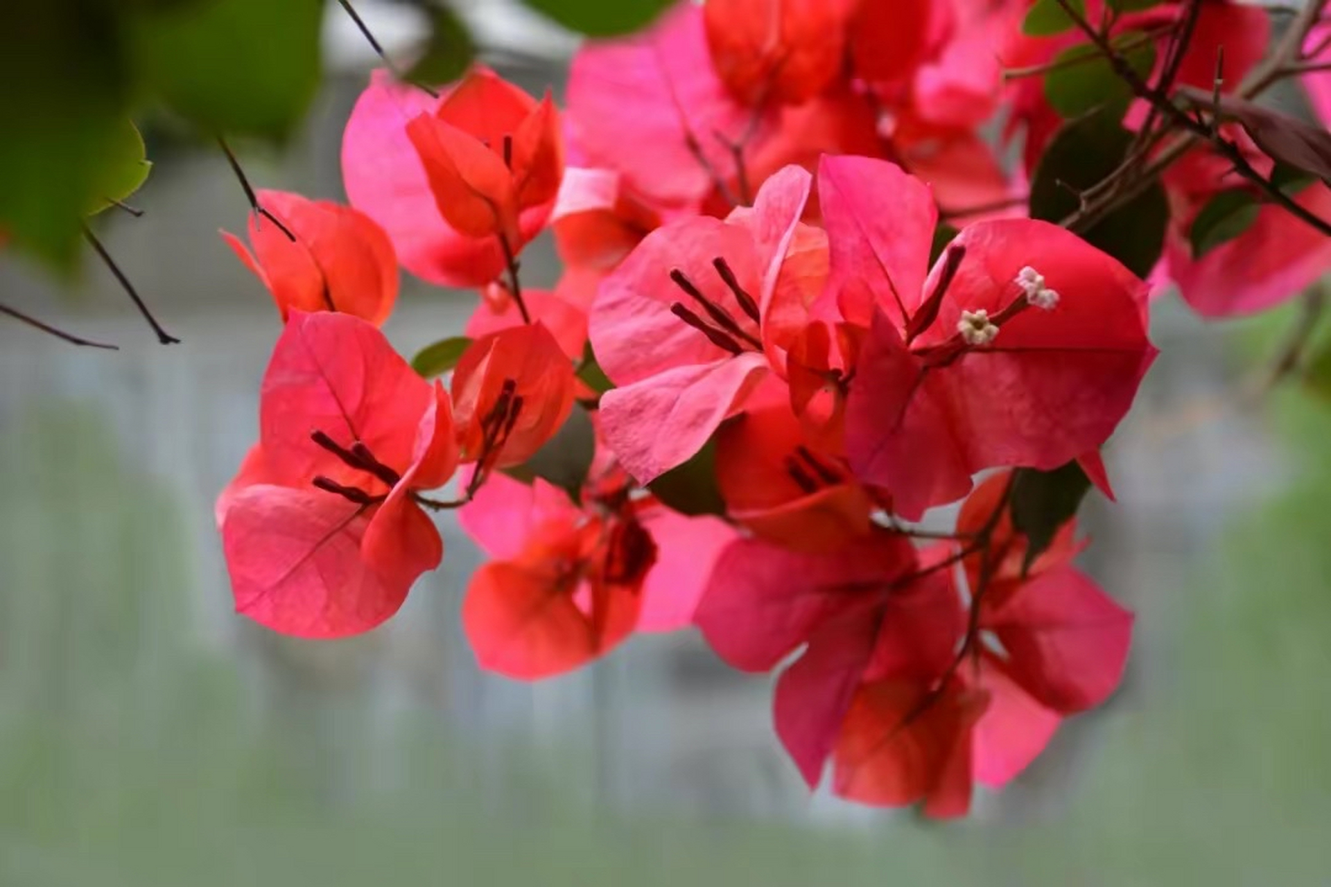 "喜酸花"是一类对酸性土壤有偏好的花卉,它们在酸性土壤中生长茁壮,更