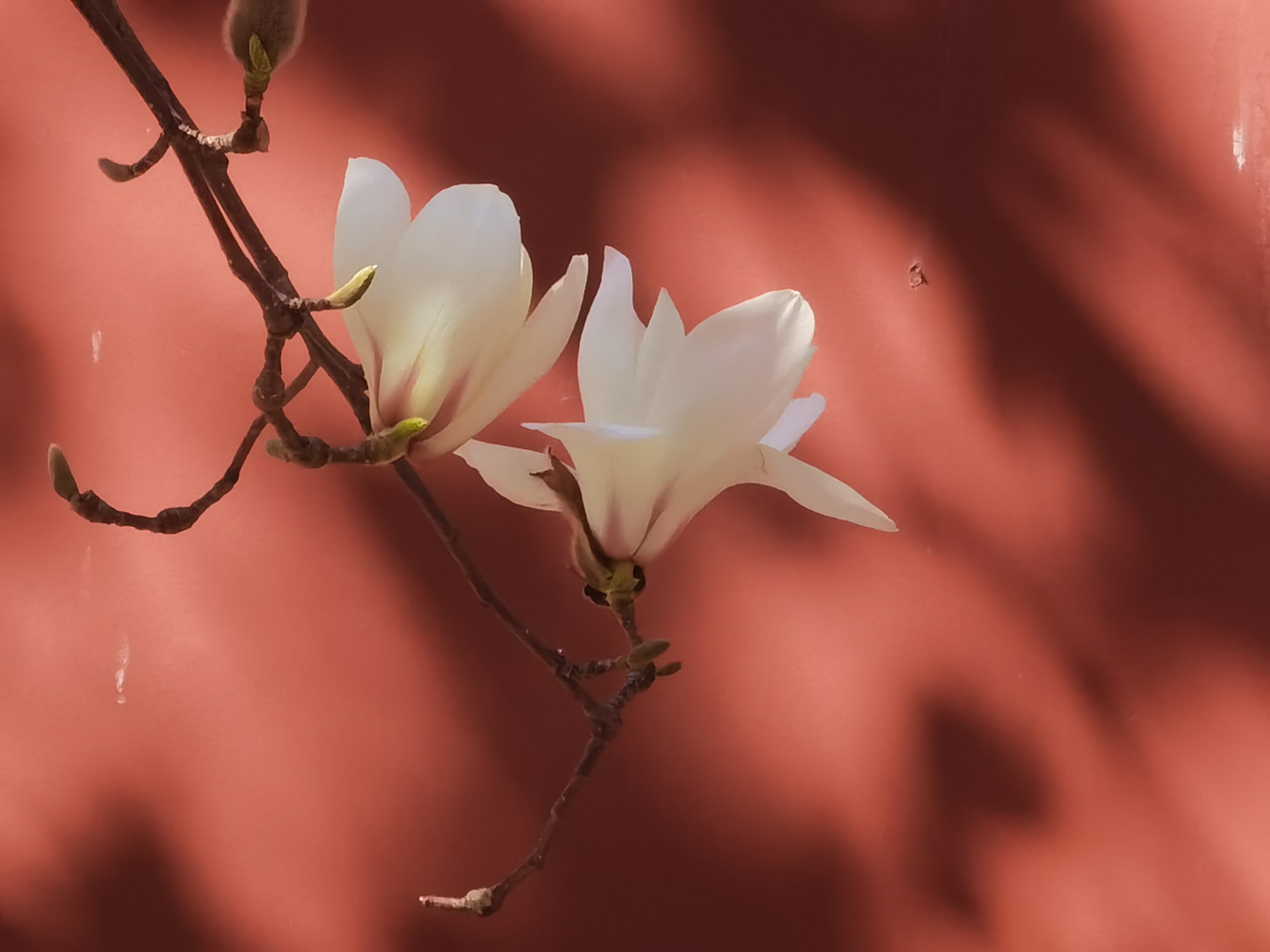 北京天坛公园内斋宫玉兰