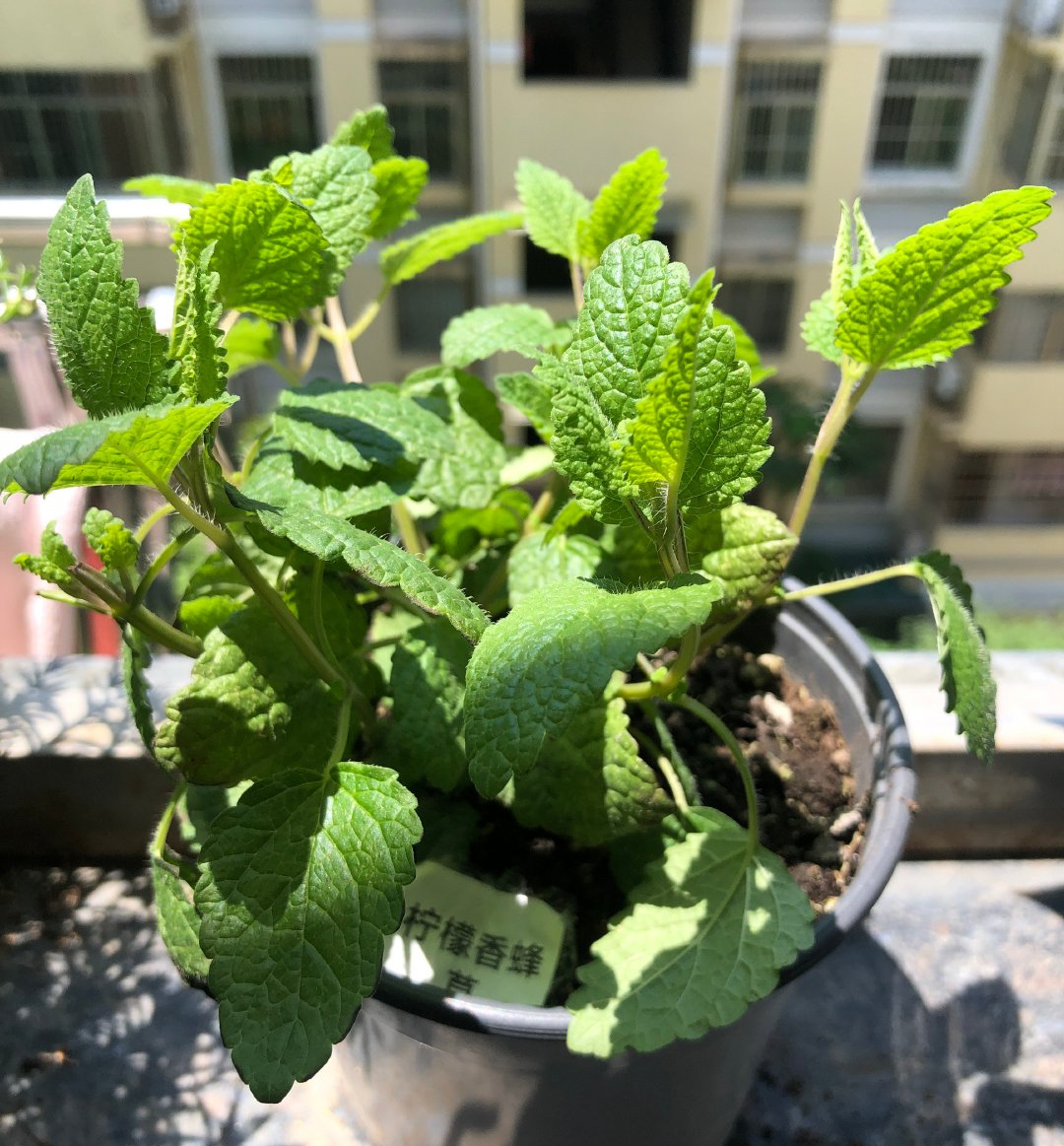 柠檬香蜂草"这样养",长到泛滥,比薄荷旺盛,芳香美观用途多