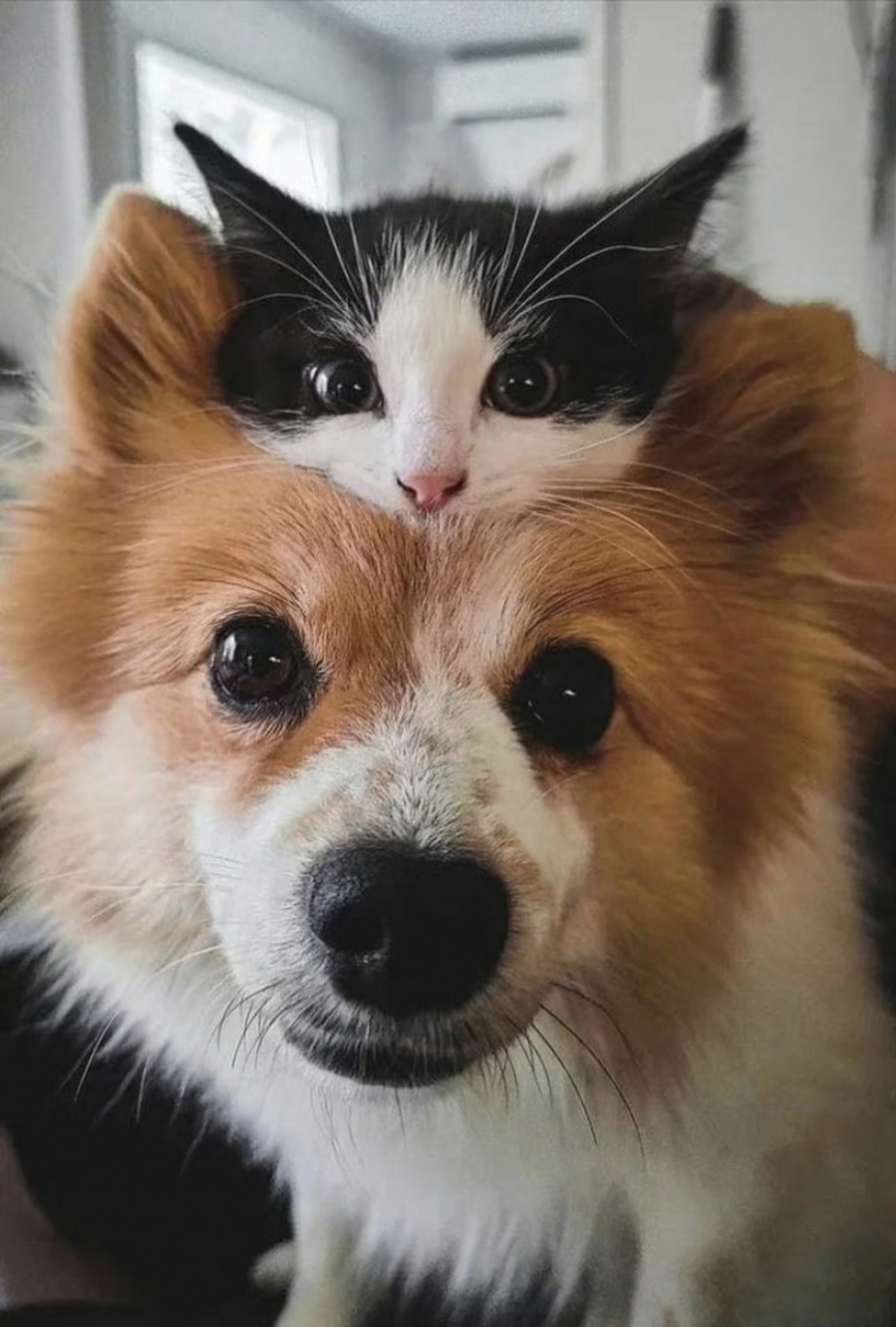 狗子:我和猫咪来张合影,好了,拍吧.