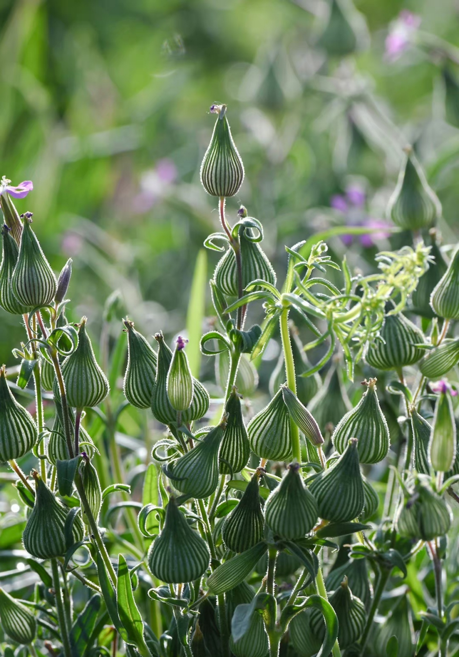 麦瓶草 silene conoidea 石竹科 蝇子草属 ,梦想,物质 色彩鲜艳的生活