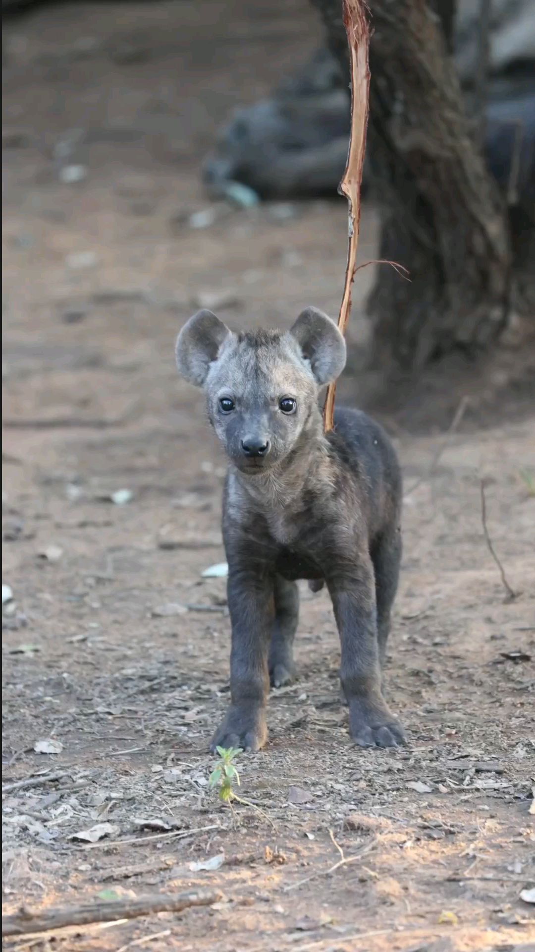 清晨醒来玩耍的小鬣狗