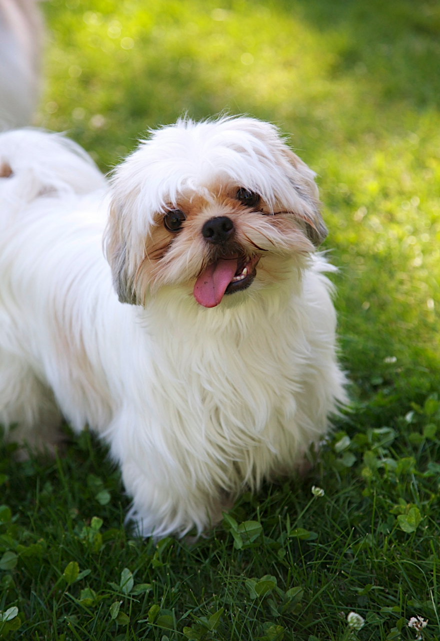 西施犬长什么样子图片