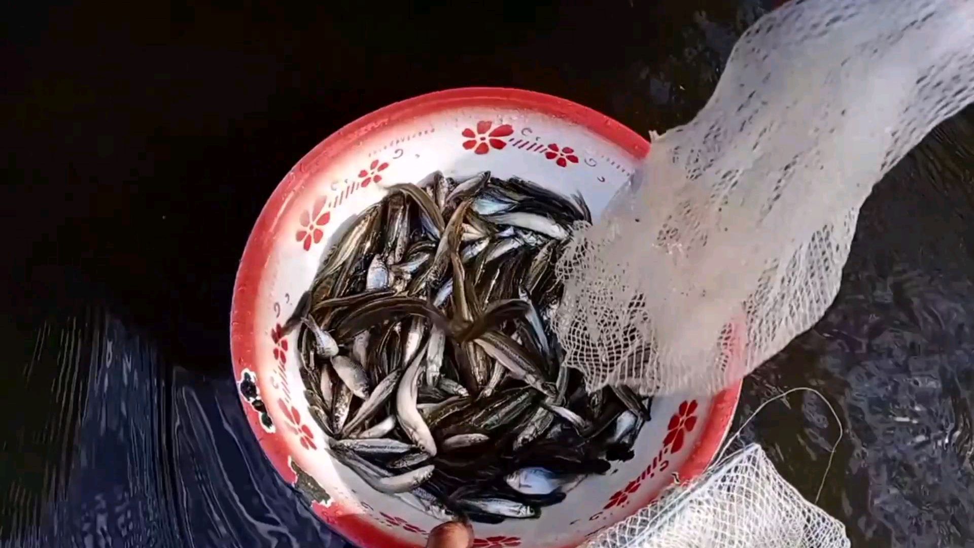 东北农村想吃河鱼有多方便,小猫网一插,北极神柳各种鱼都来了?