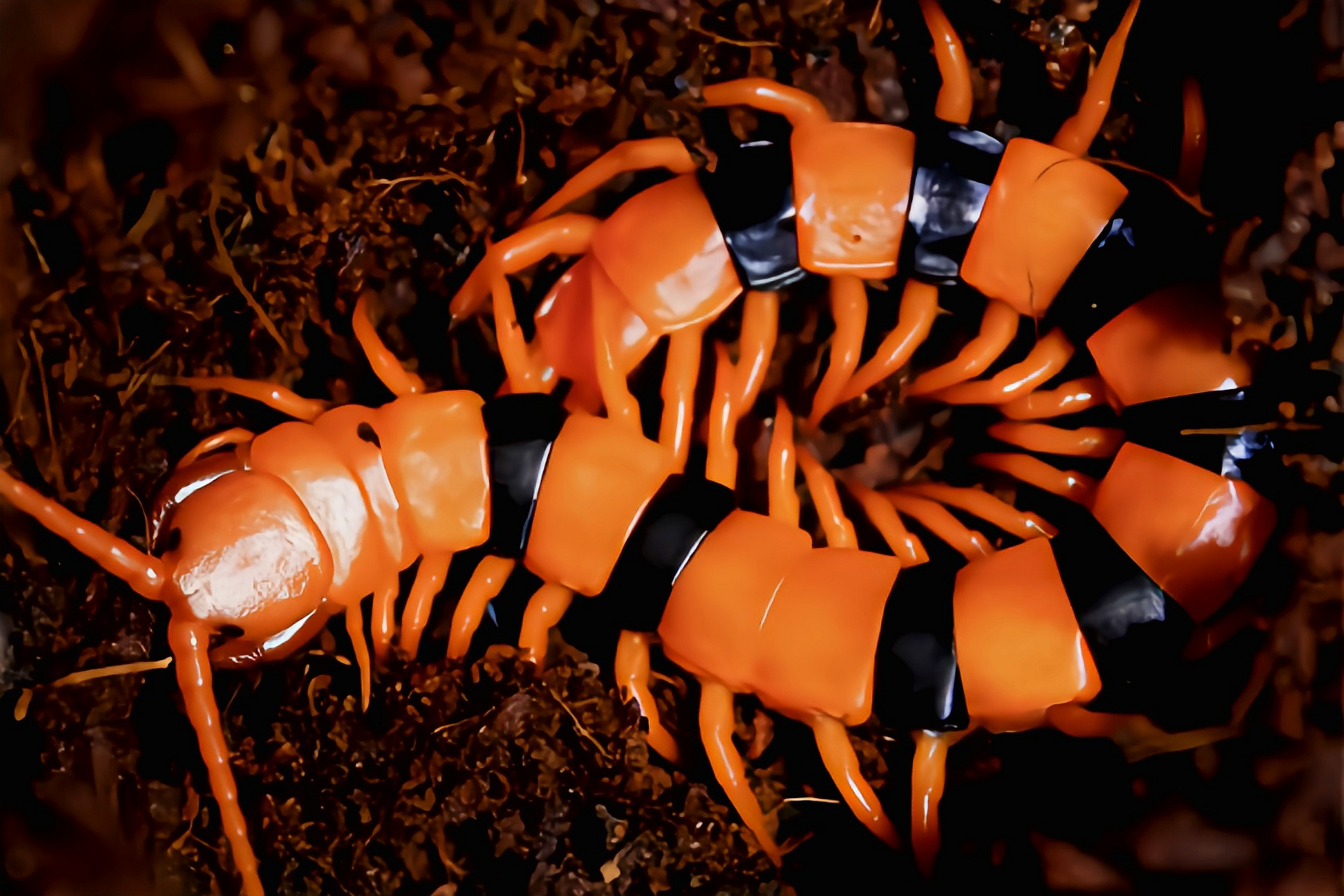 每天认识一种动物——印度瑰宝蜈蚣 印度瑰宝蜈蚣是蜈蚣目,蜈蚣科动物