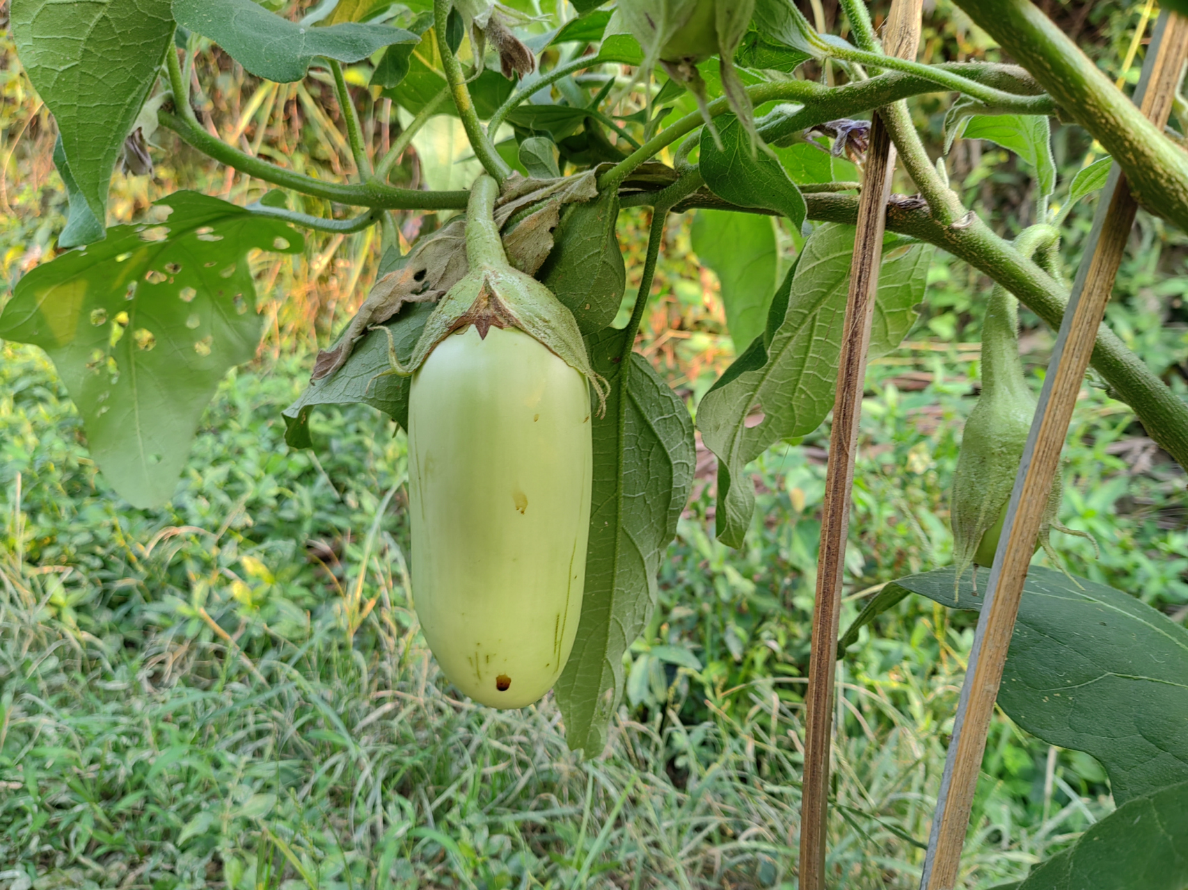 秋茄子,秋辣椒,懂的自然懂