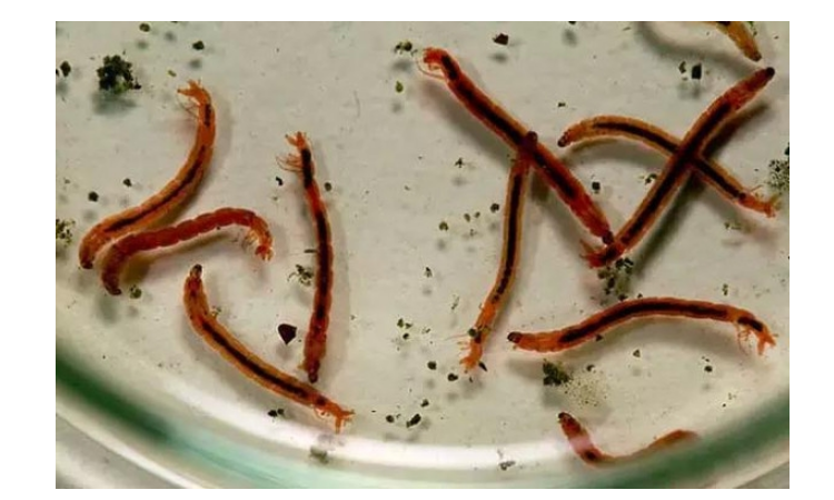 水蚯蚓长什么样