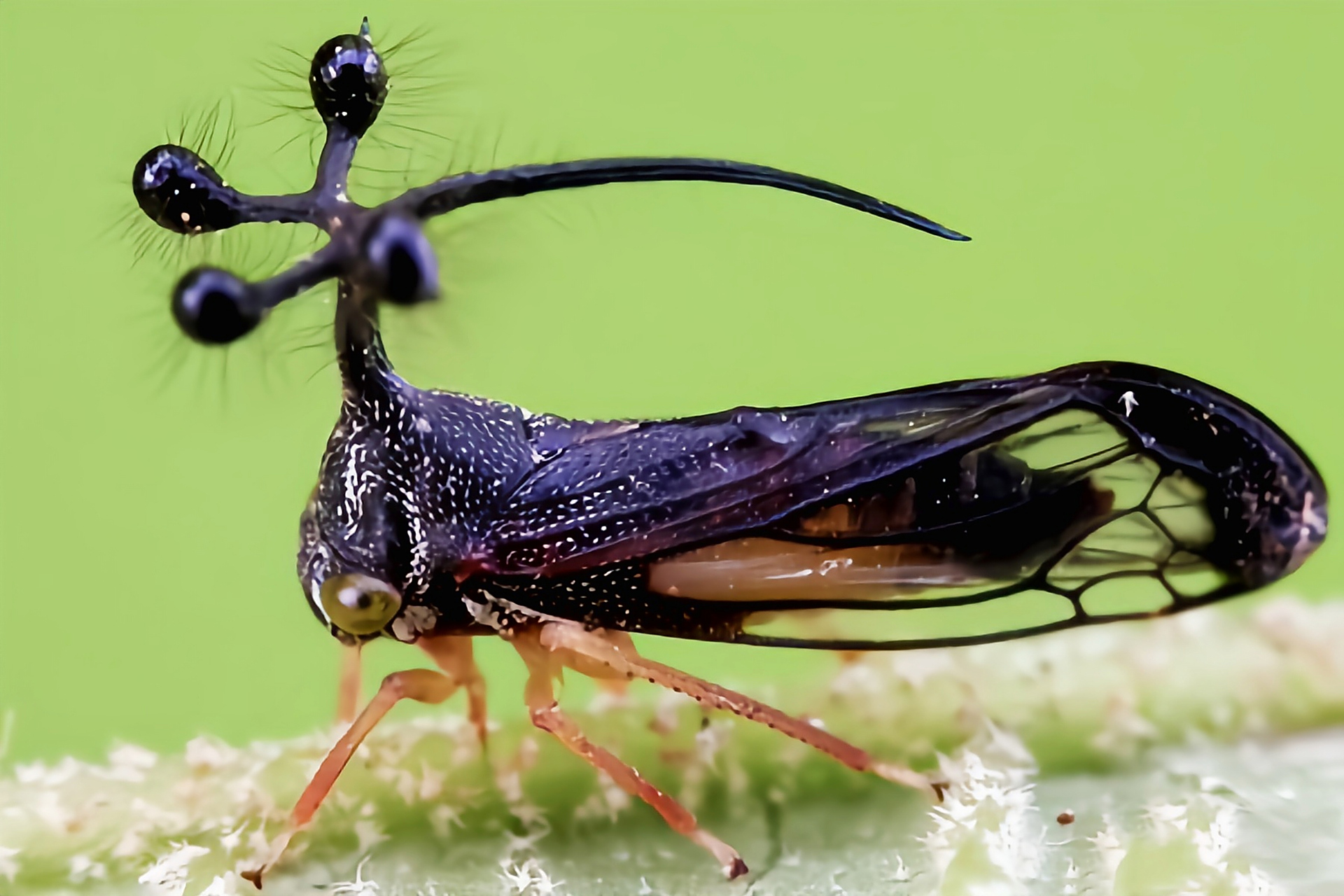 巴西角蝉又名四瘤角蝉,巴西瘤角蝉,是半翅目,角蝉科昆虫,原产于南美洲