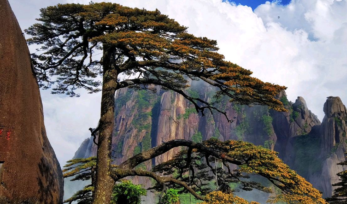 近日,黄山迎客松迎来花期,茂盛的黄山松好似披上了金黄色的外衣