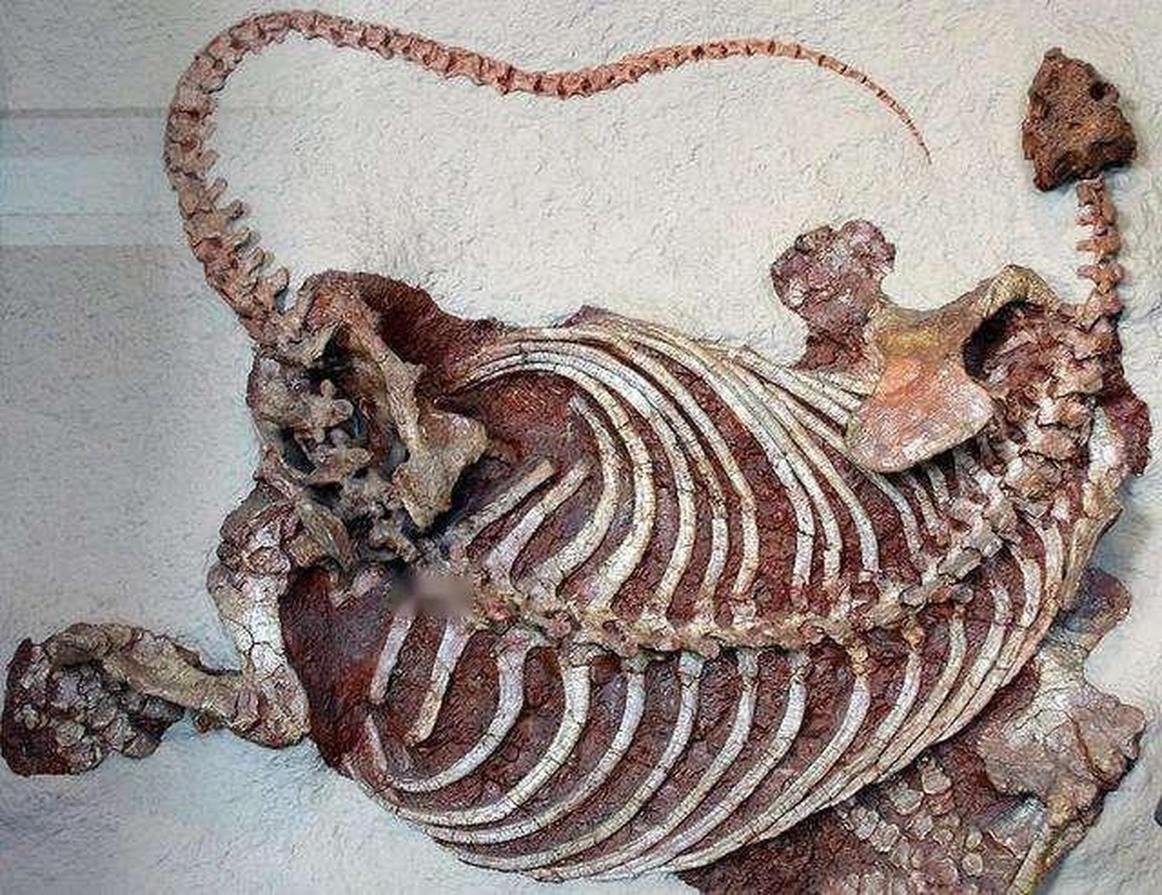 杯鼻龙是食草动物,身体像一个中间粗两头窄的大