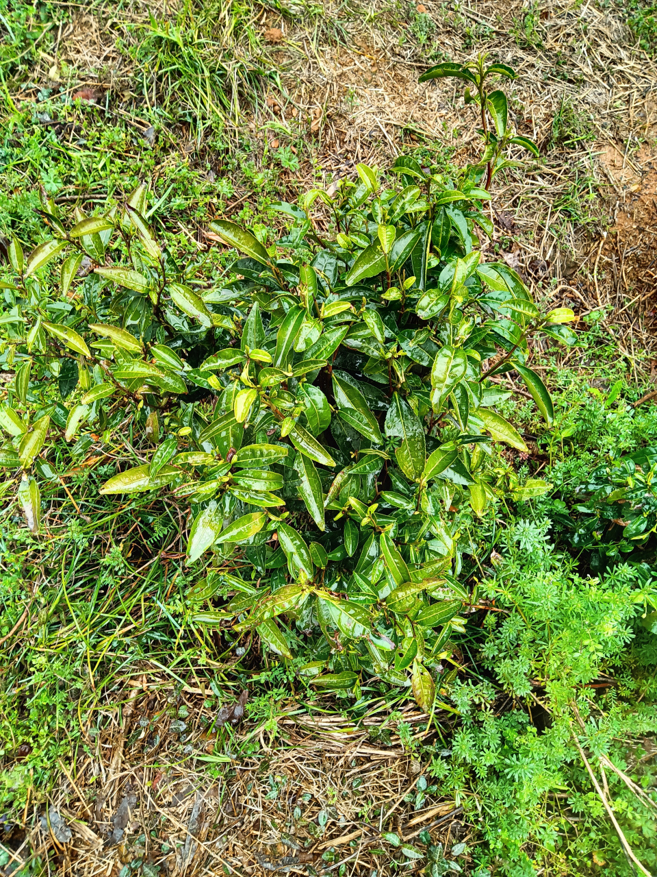 茶叶节如火如荼,发现毛毛茶