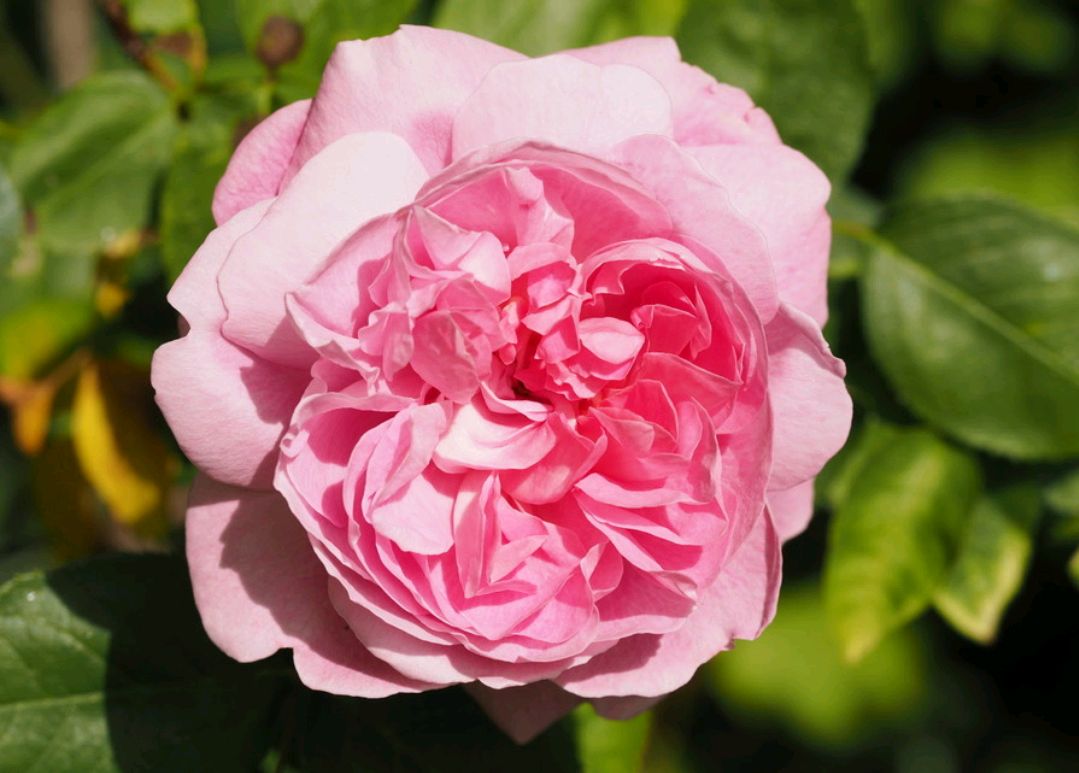 「耐热耐阴抗病」玛丽玫瑰(mary rose)