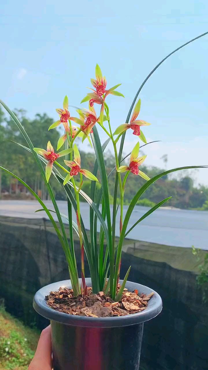 建兰小国魂双色花