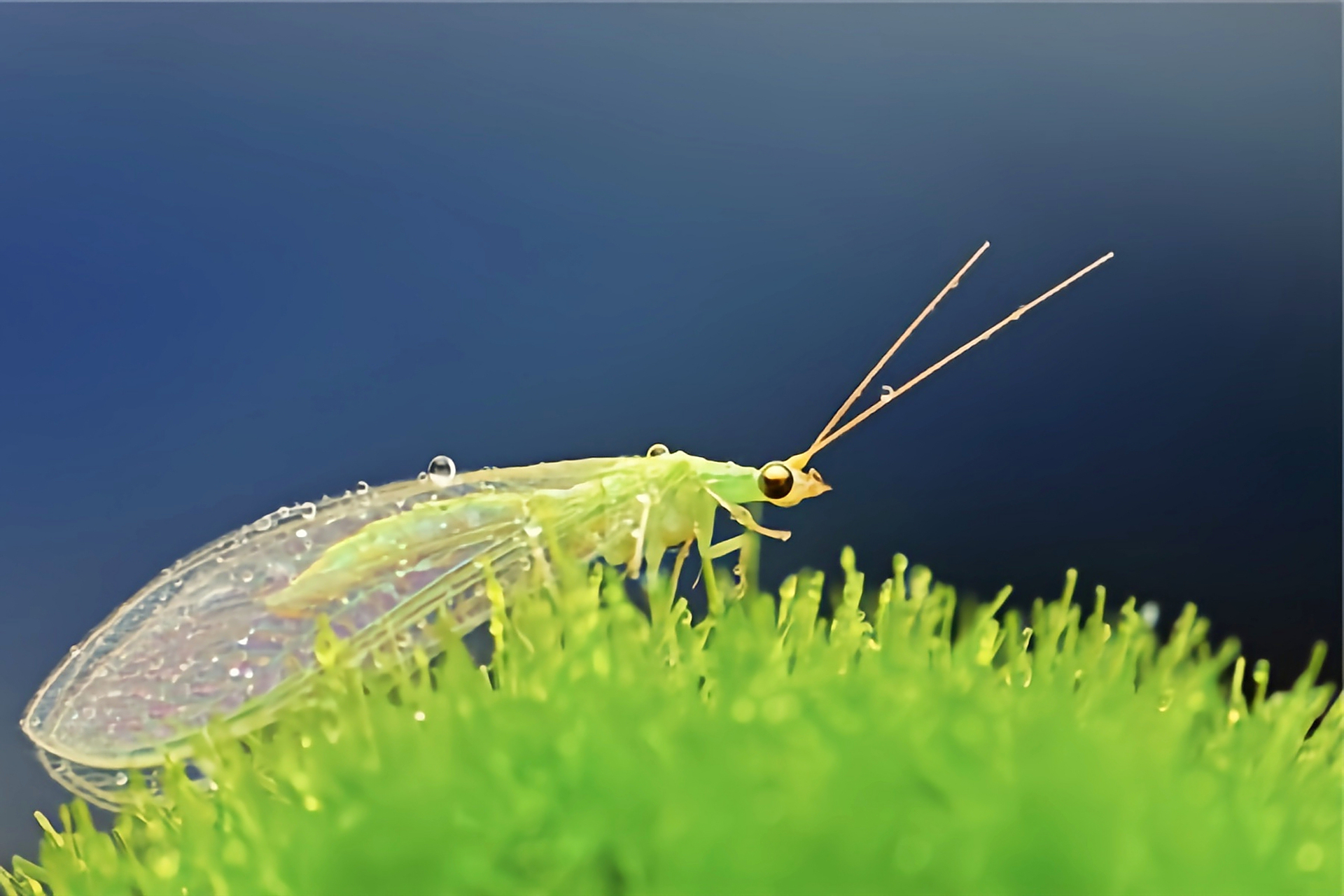 每天认识一种昆虫——大草蛉 大草蛉成虫长约1.4厘米,翅展约3.