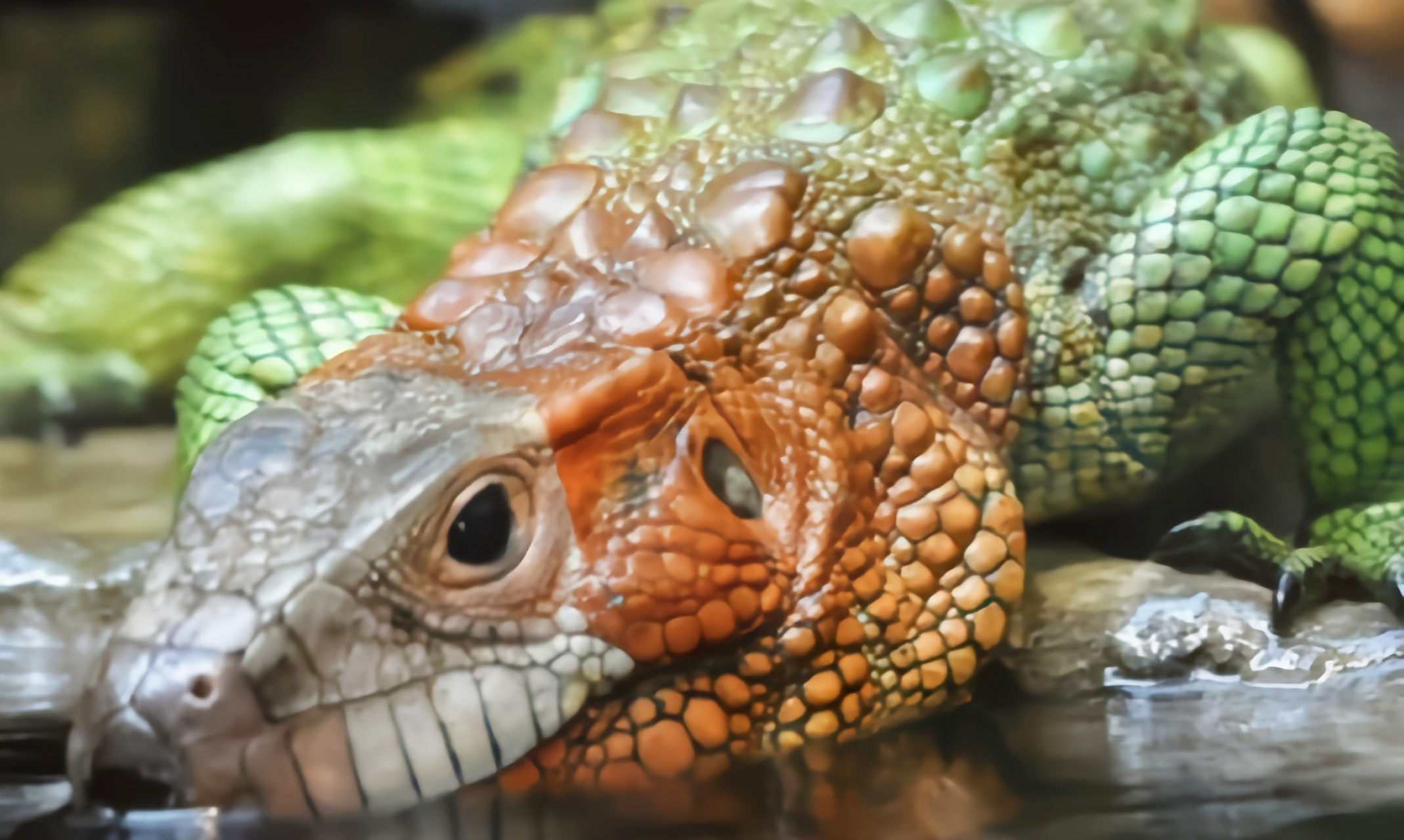 每天认识一种动物——闪光蜥 闪光虫蜥别名凯门蜥,圭亚那闪光蜥,原产