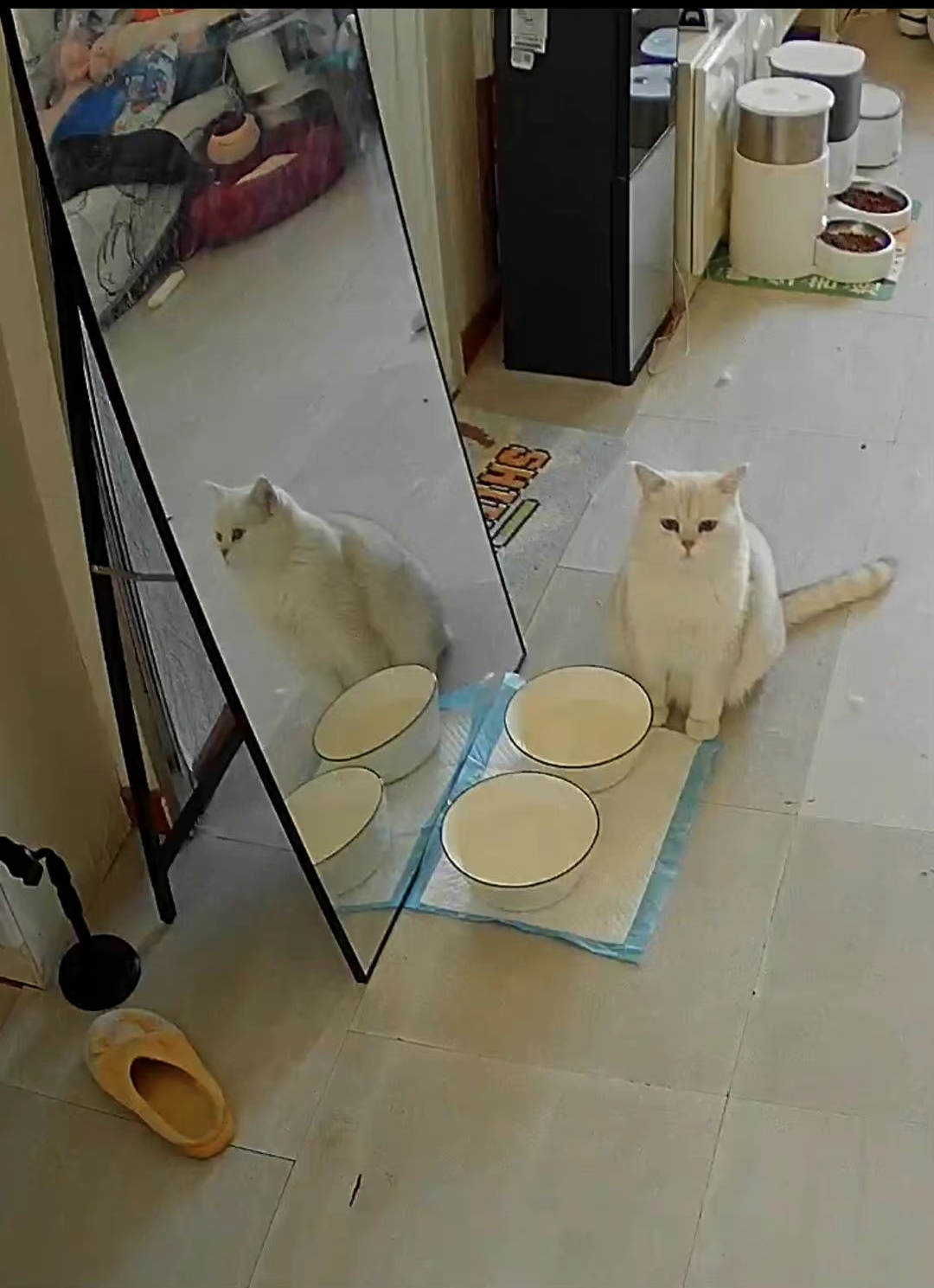 猫的世界属实是一念天堂一念地狱～好好珍惜可爱的小家伙 猫咪