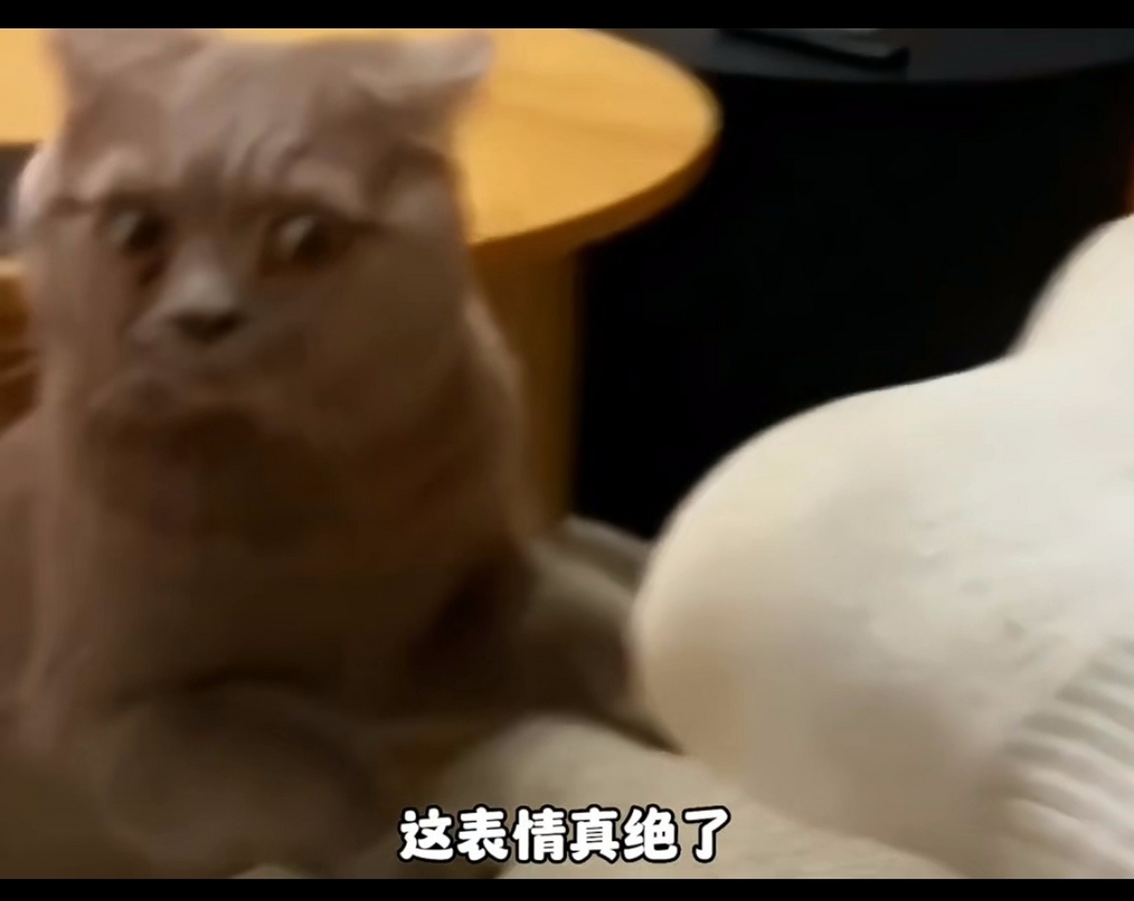 这表情真绝了!这只猫到底闻到了啥?