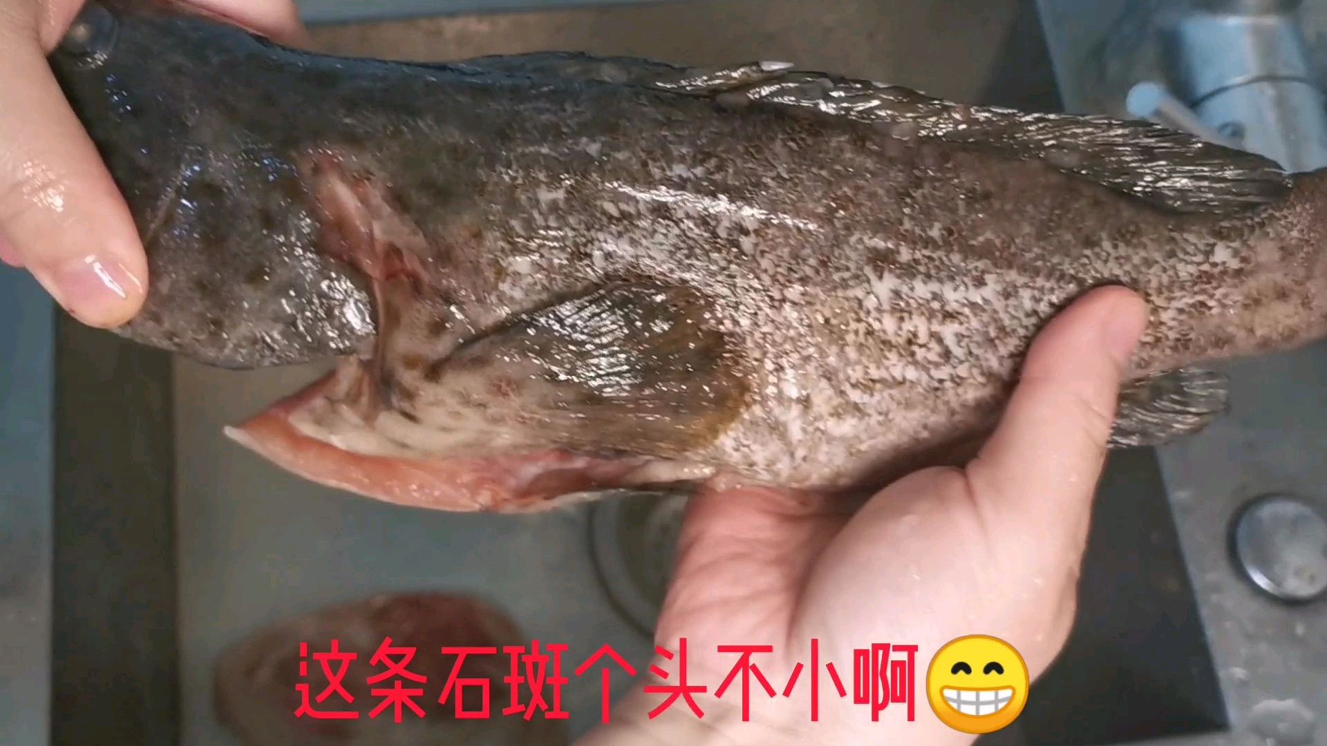 看看海边主妇Mia妈蒸的石斑鱼,鲜甜无比,原汁原味,营养丰富