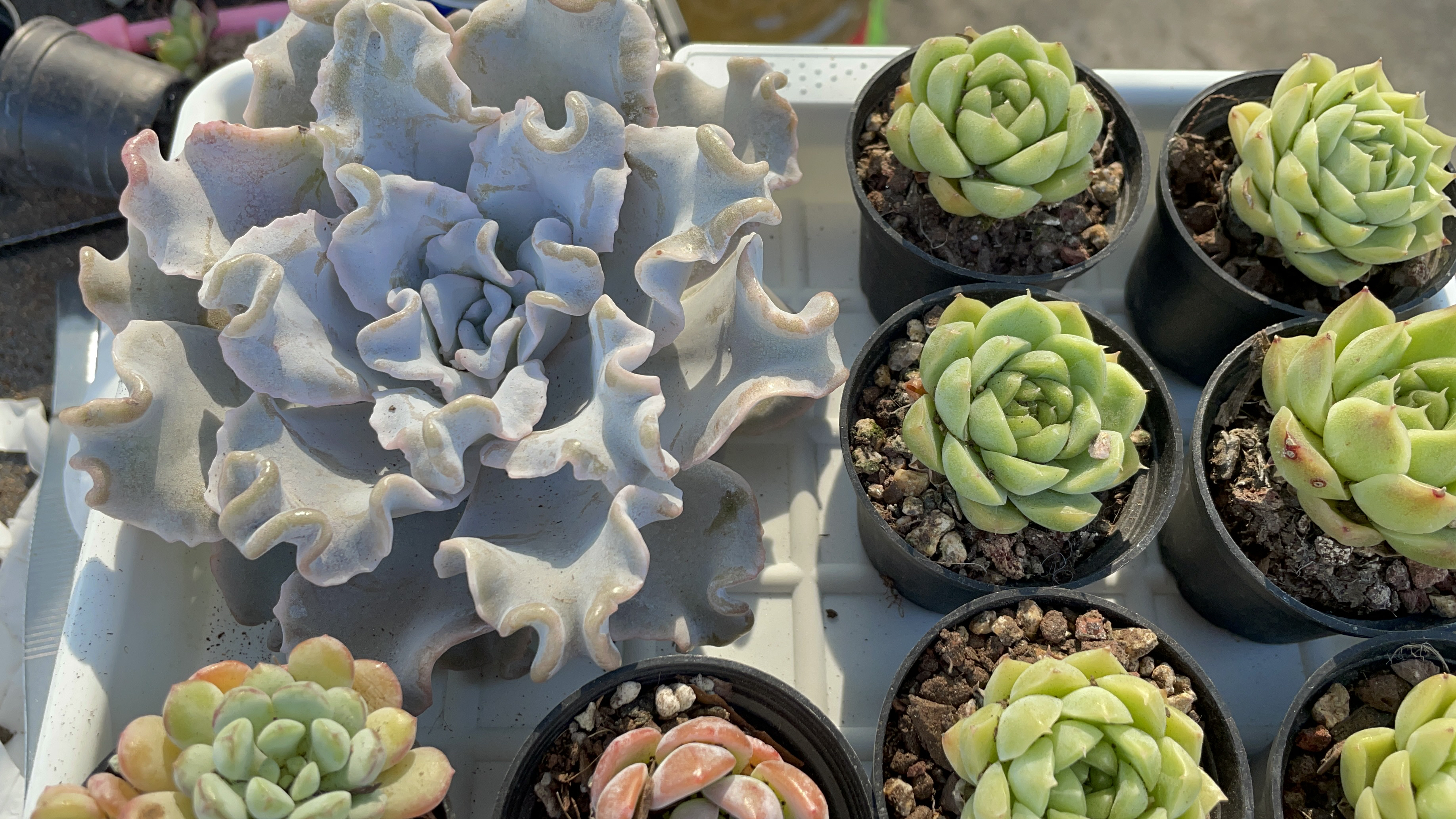 多肉开箱,贵货白饺子皮颜值杠杠的像个跳舞的仙子,一块多的麦秆