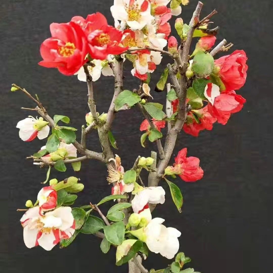 复色海棠东洋锦