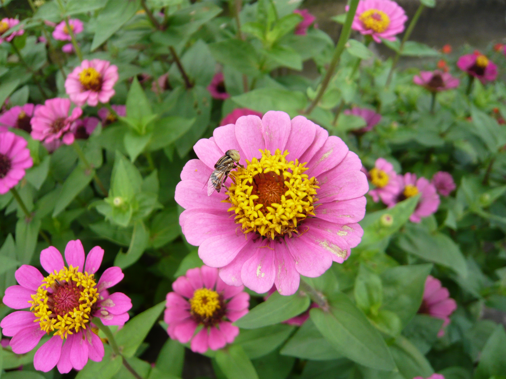 百日菊(zinnia elegans jacq.)是菊科百日菊属一年生植物.