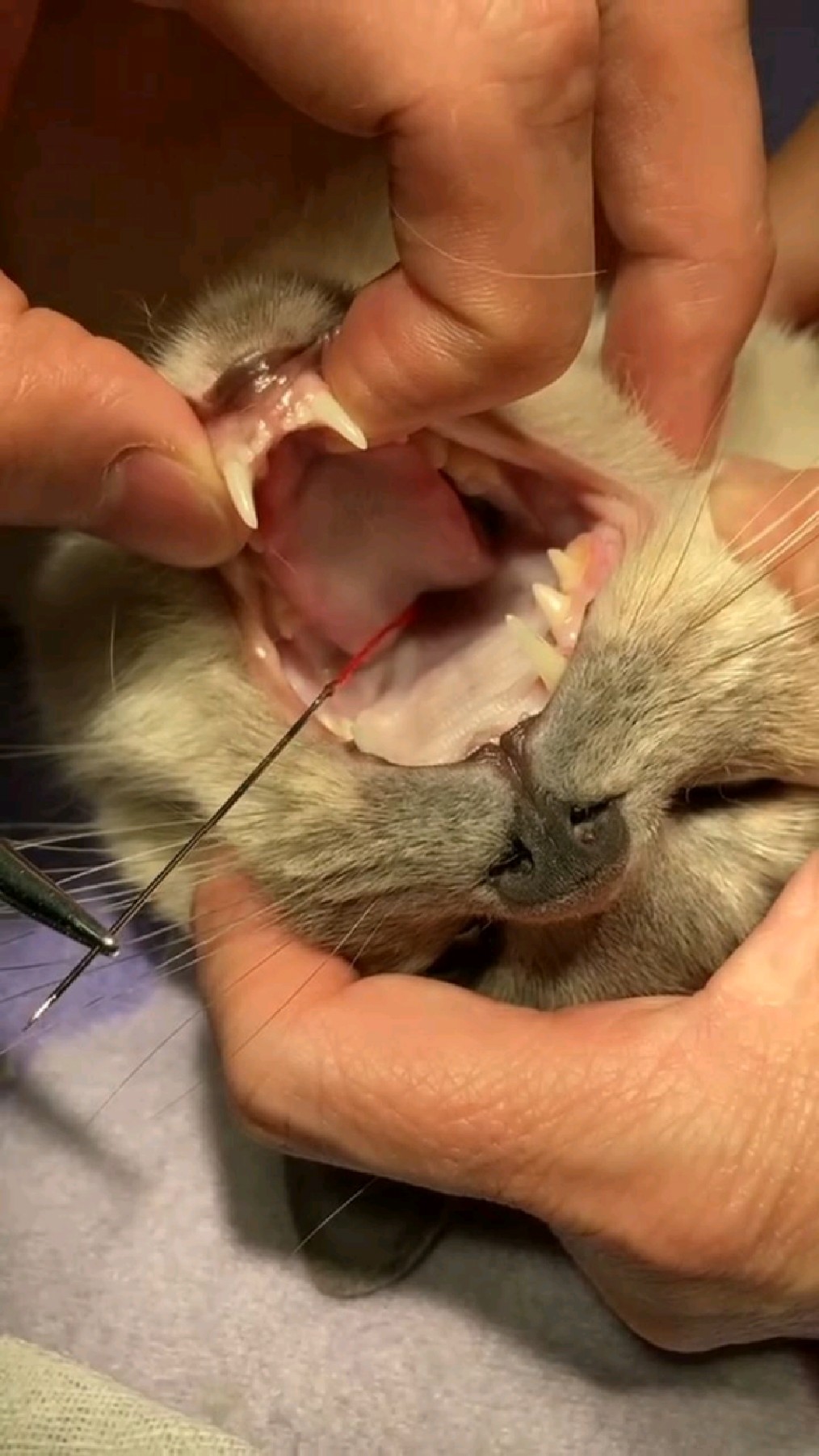 猫咪吞针,镇静取出,胆小勿进