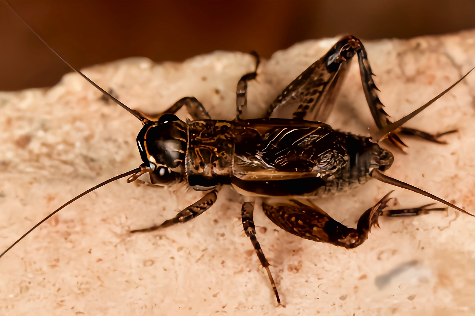 认识一种昆虫——多伊棺头蟋 多伊棺头蟋 别名棺材头,斧头恭,是直翅目