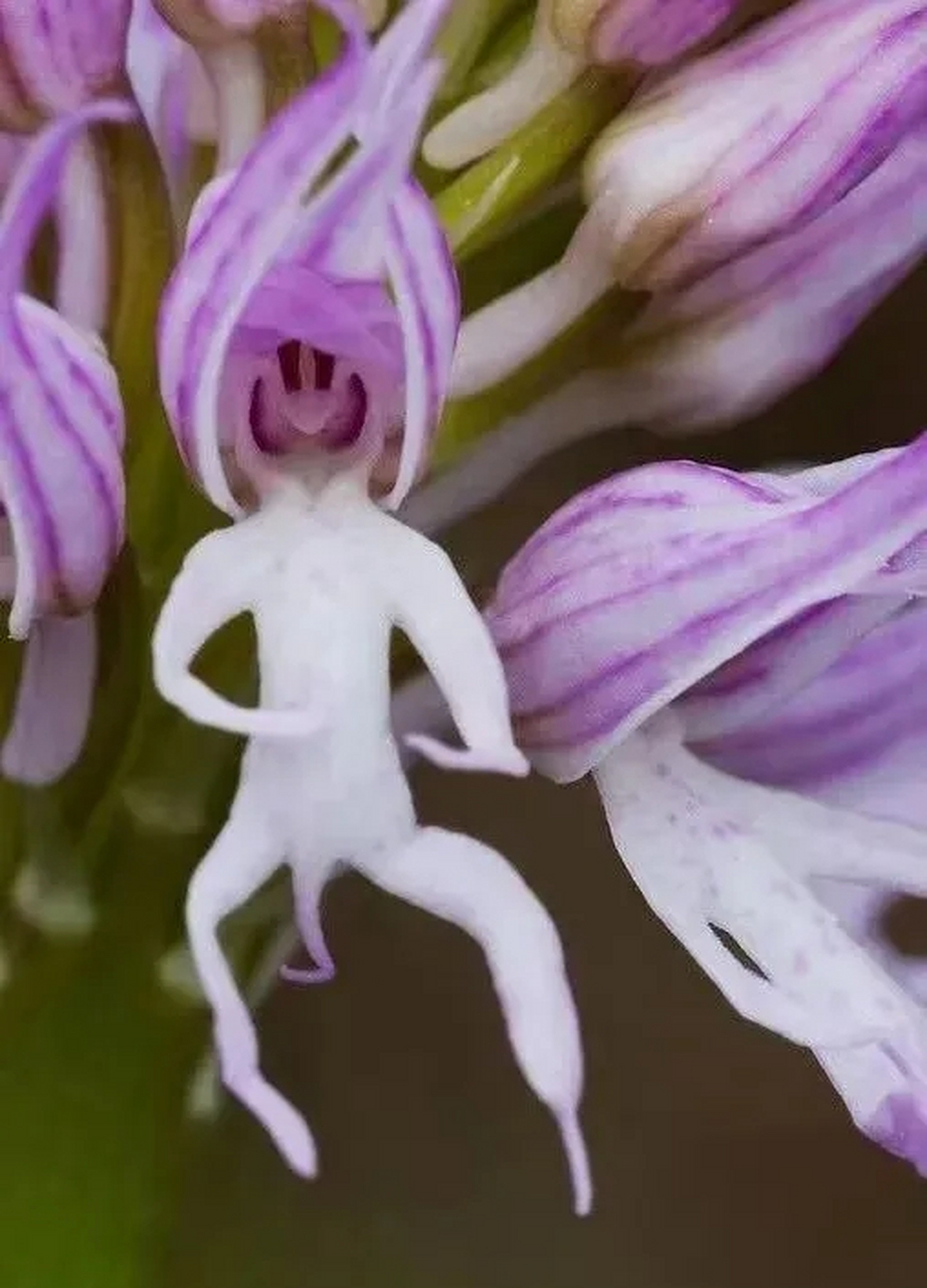 意大利红门兰,常见于地中海沿岸的草原及石灰岩地,这花长得也太不正经