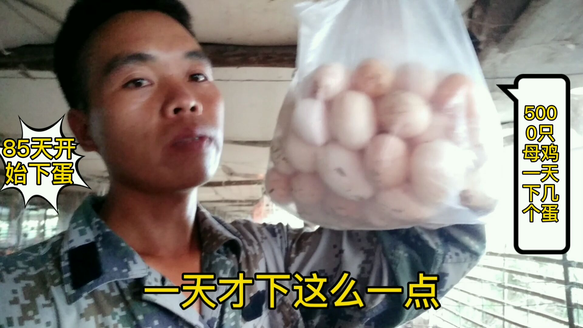 小吴养殖,母鸡85天就开始下蛋了,5000只鸡就捡了这么点蛋多吗?