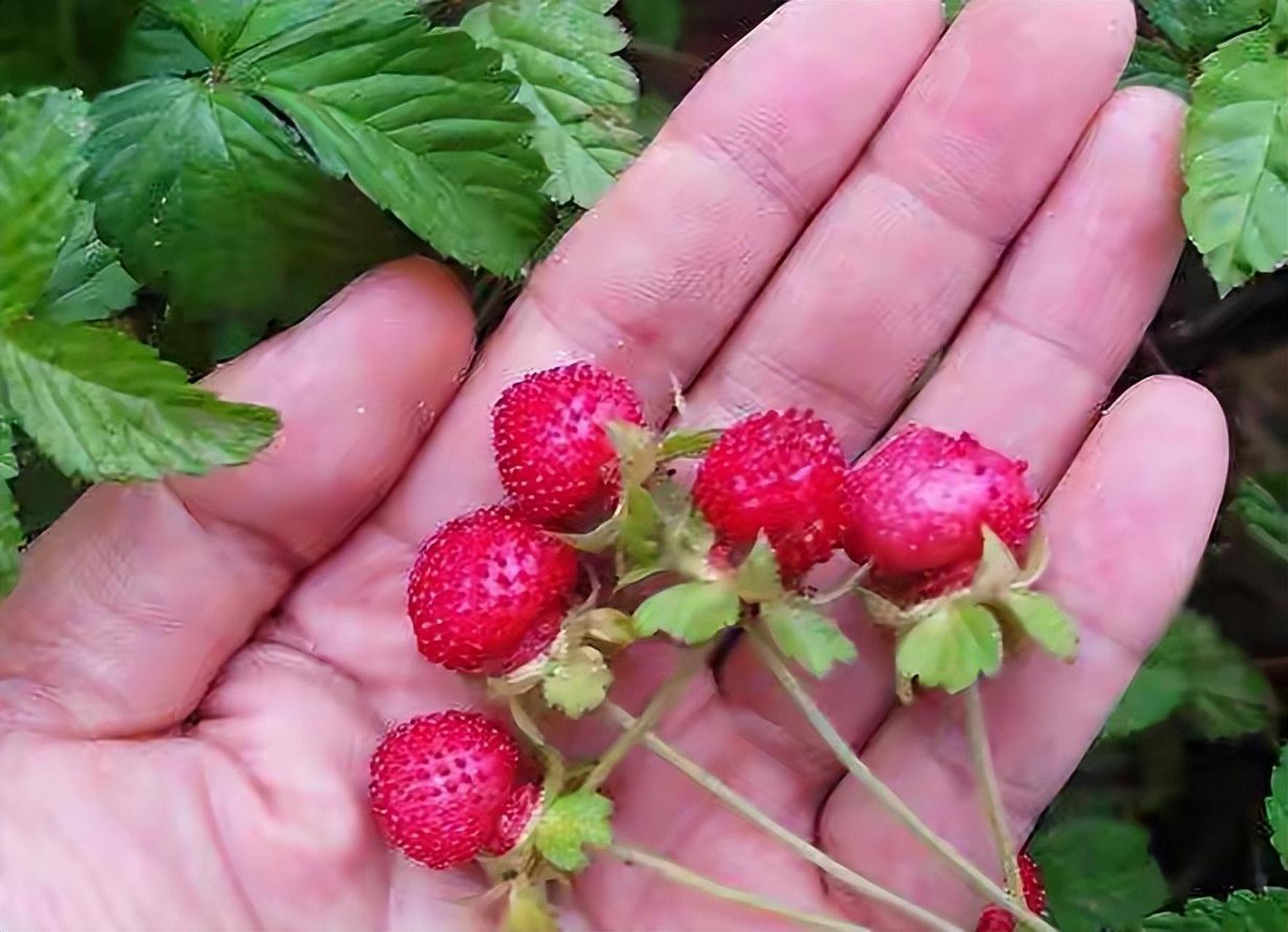 小时候大人告诉我,这是蛇果,是蛇最喜欢吃的果子,有毒,你们吃过吗?