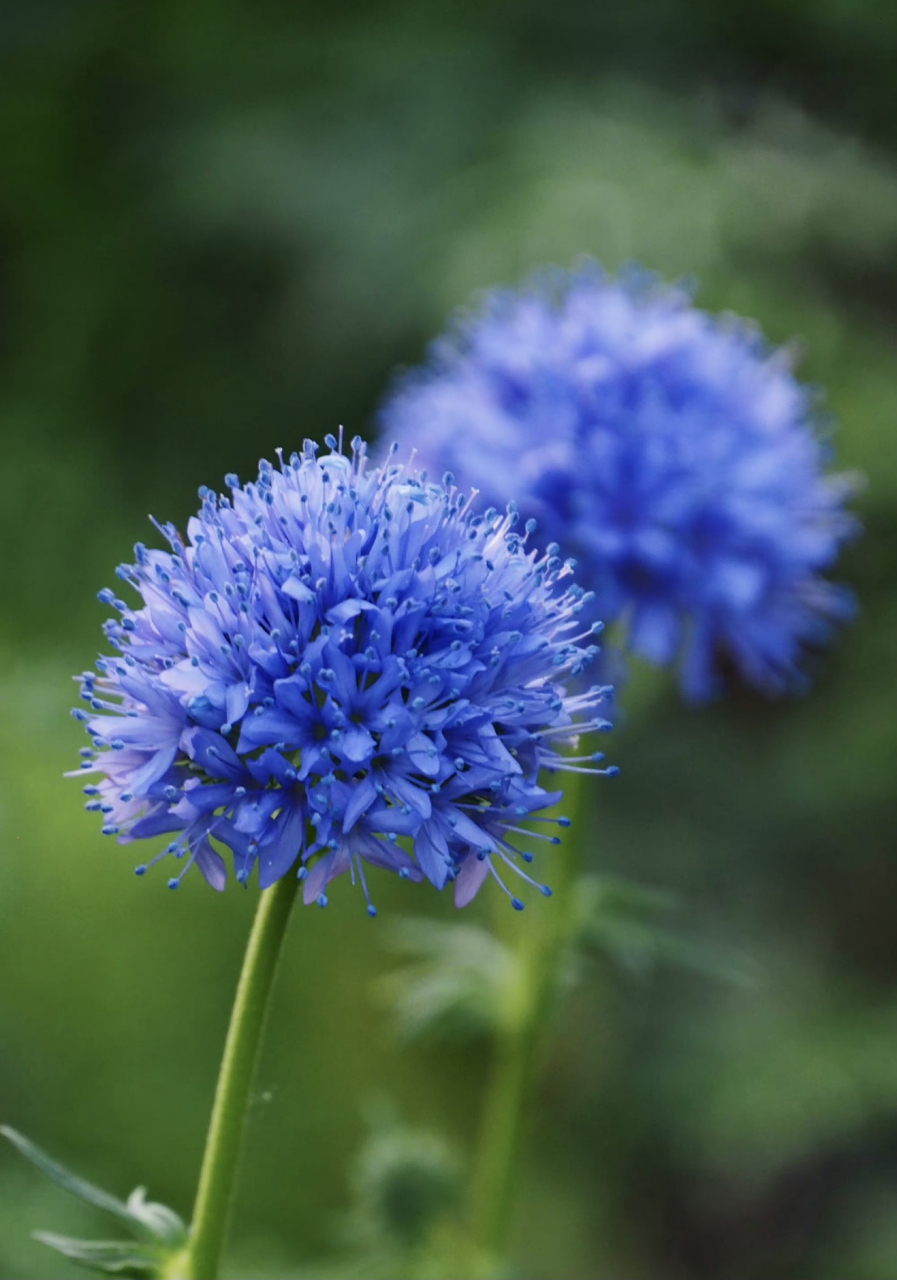 蓝色顶针花,夏日里的一抹蓝