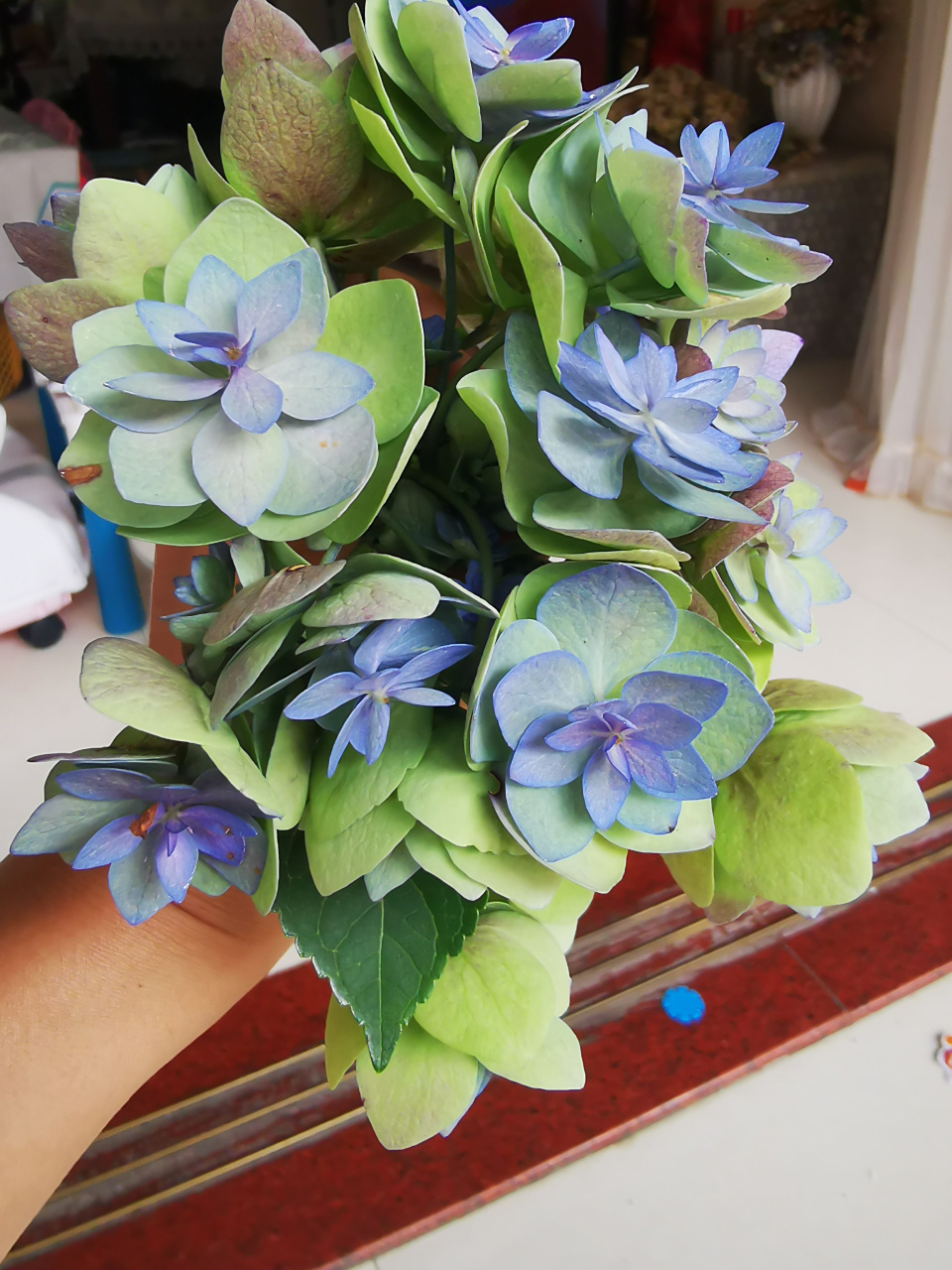 绣球花之筑紫之风,如同名字一样的艺术之花,花后期复古风花色,超艺术