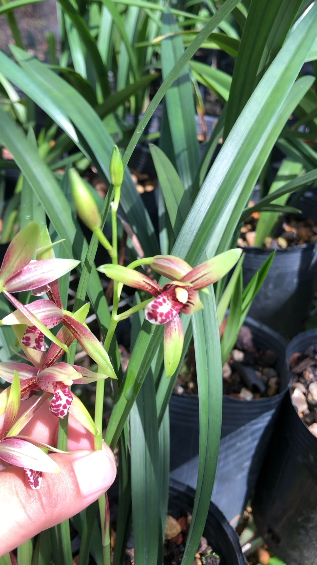 兰花建兰小国魂逸红双娇