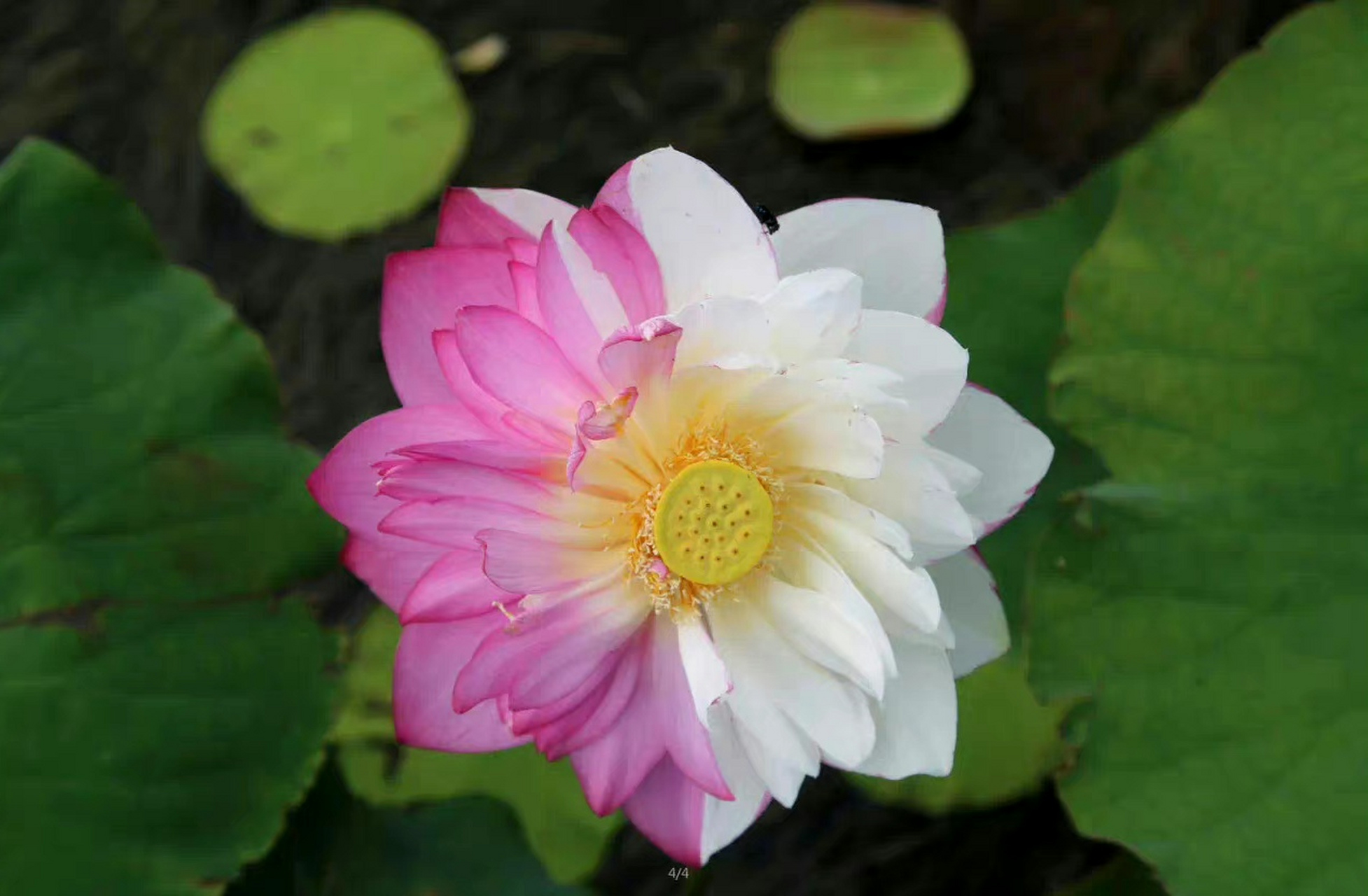 双色荷花 见者好运莲莲03 67